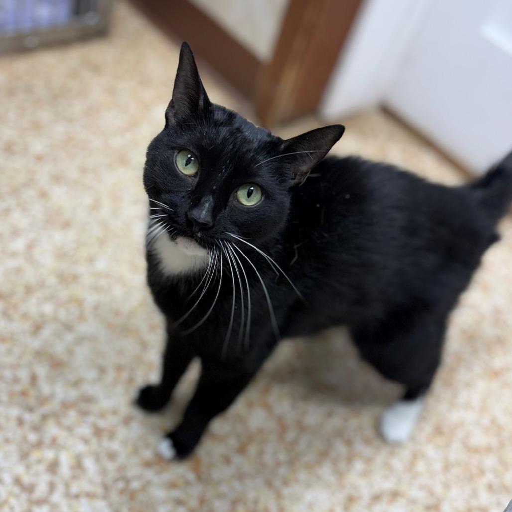 Haru, Adoptable, Adult Female Domestic Short Hair.