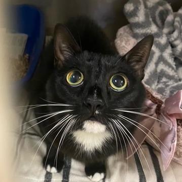 Enlarge Haru, a Adoptable Domestic Short Hair in Chehalis, WA image 2/2