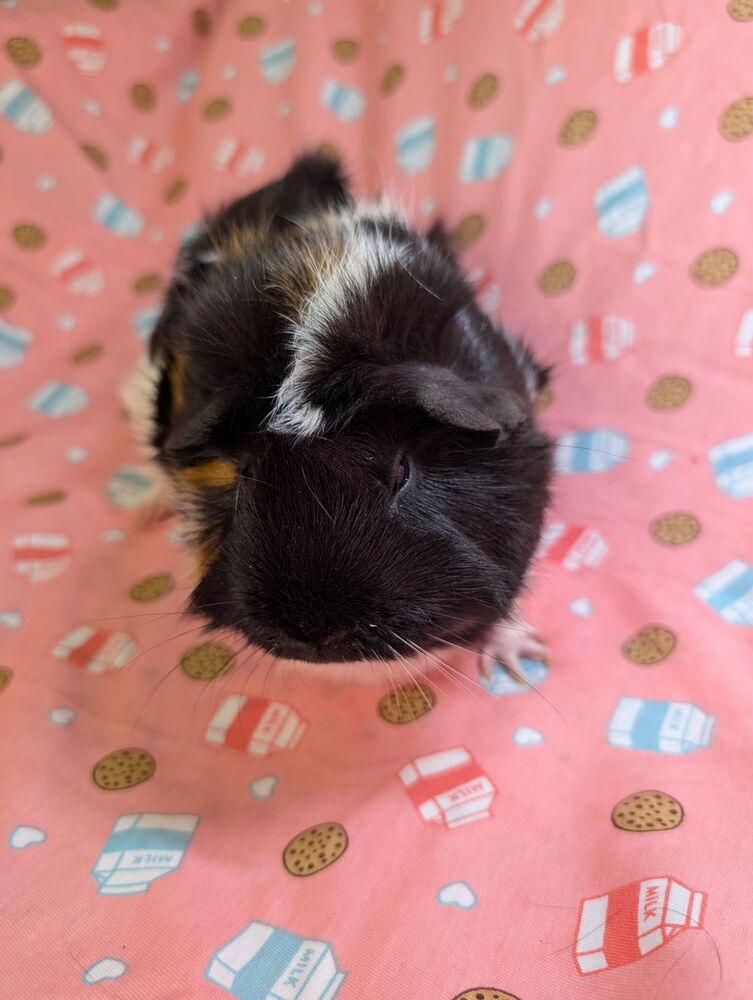 Carol, Adoptable, Adult Female Guinea Pig.