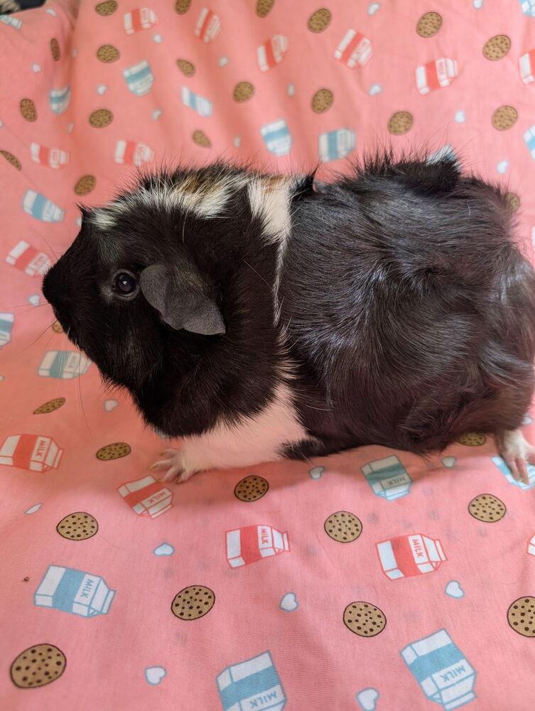 Enlarge Carol, a Adoptable mixed breed in Gainesville, FL image 2/3