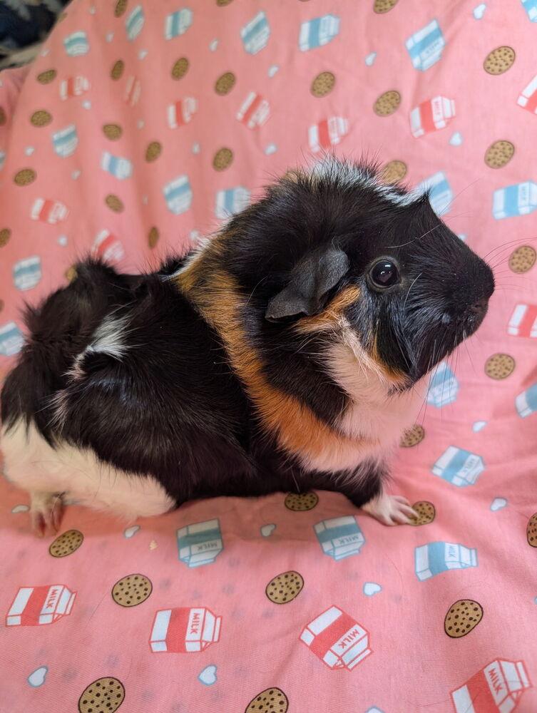 Enlarge Carol, a Adoptable mixed breed in Gainesville, FL image 3/3