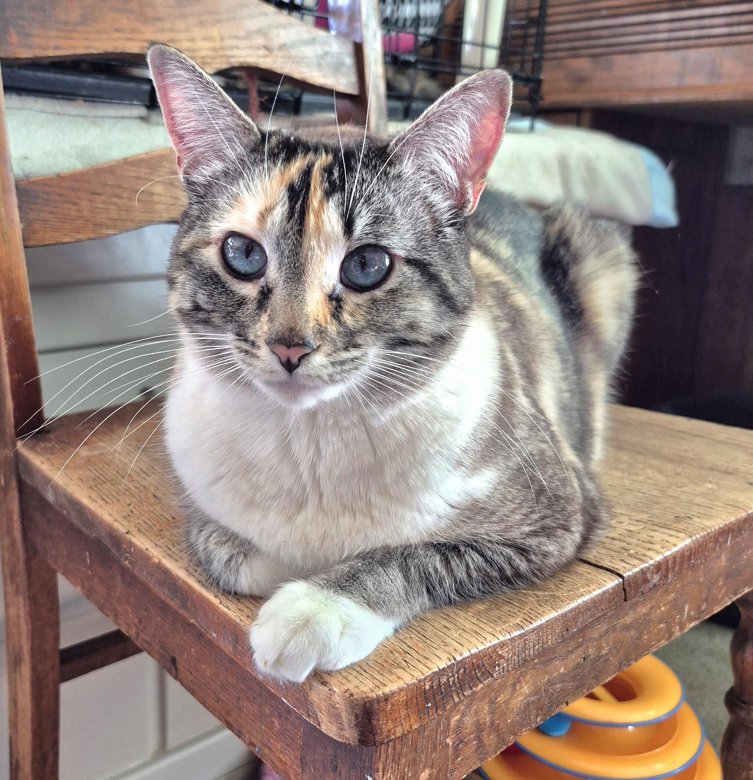 Enlarge Dandalee, a ADOPTABLE mixed breed in Attleboro, MA image 3/4