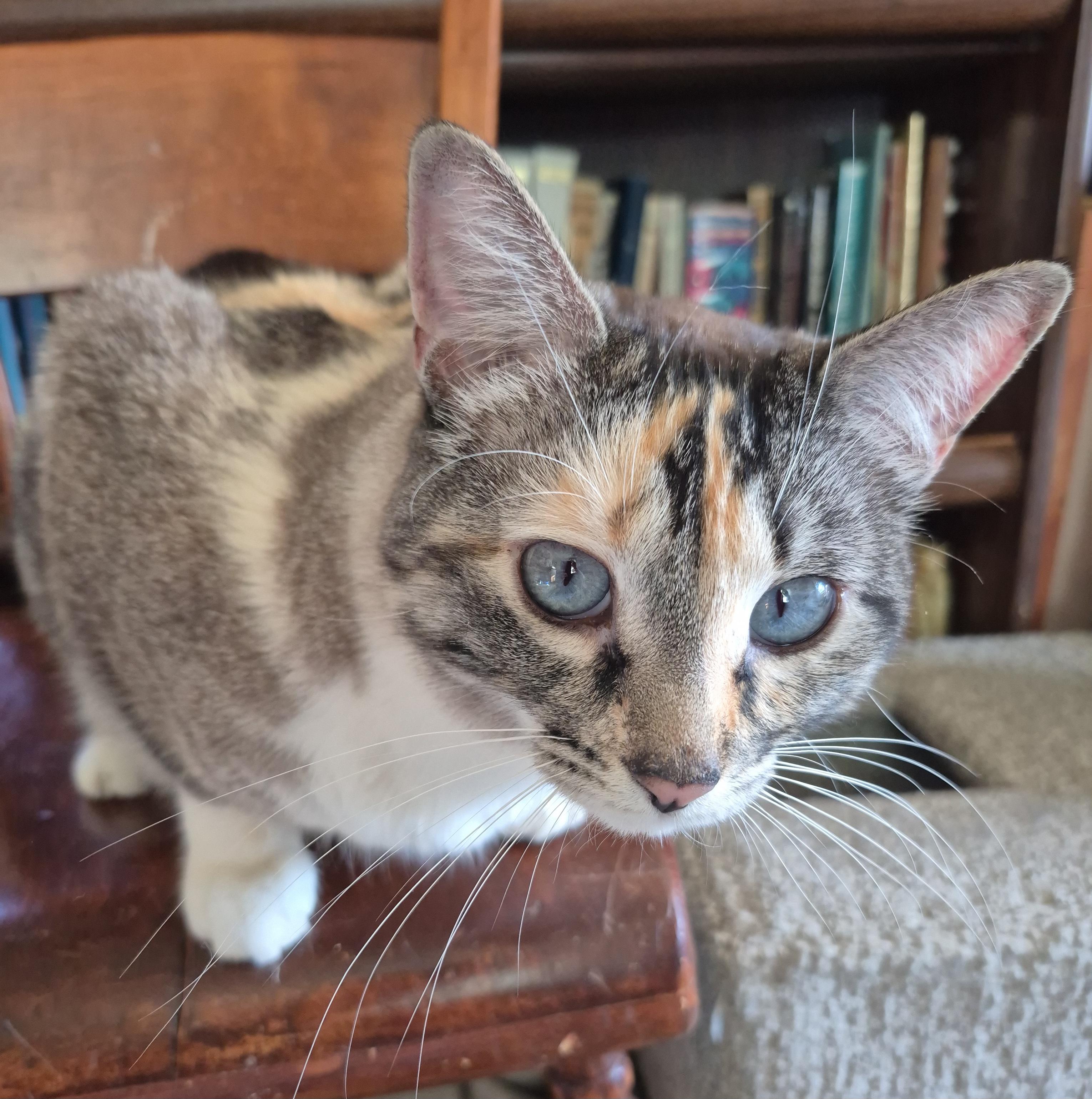 Enlarge Dandalee, a ADOPTABLE mixed breed in Attleboro, MA image 2/4