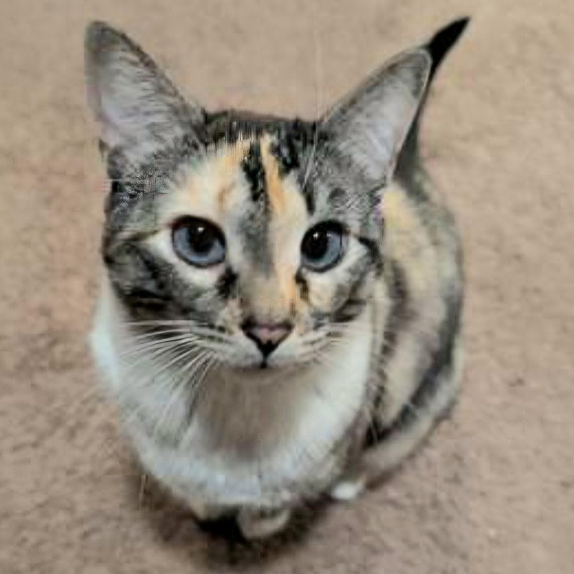 Enlarge Dandalee, a ADOPTABLE mixed breed in Attleboro, MA image 4/4