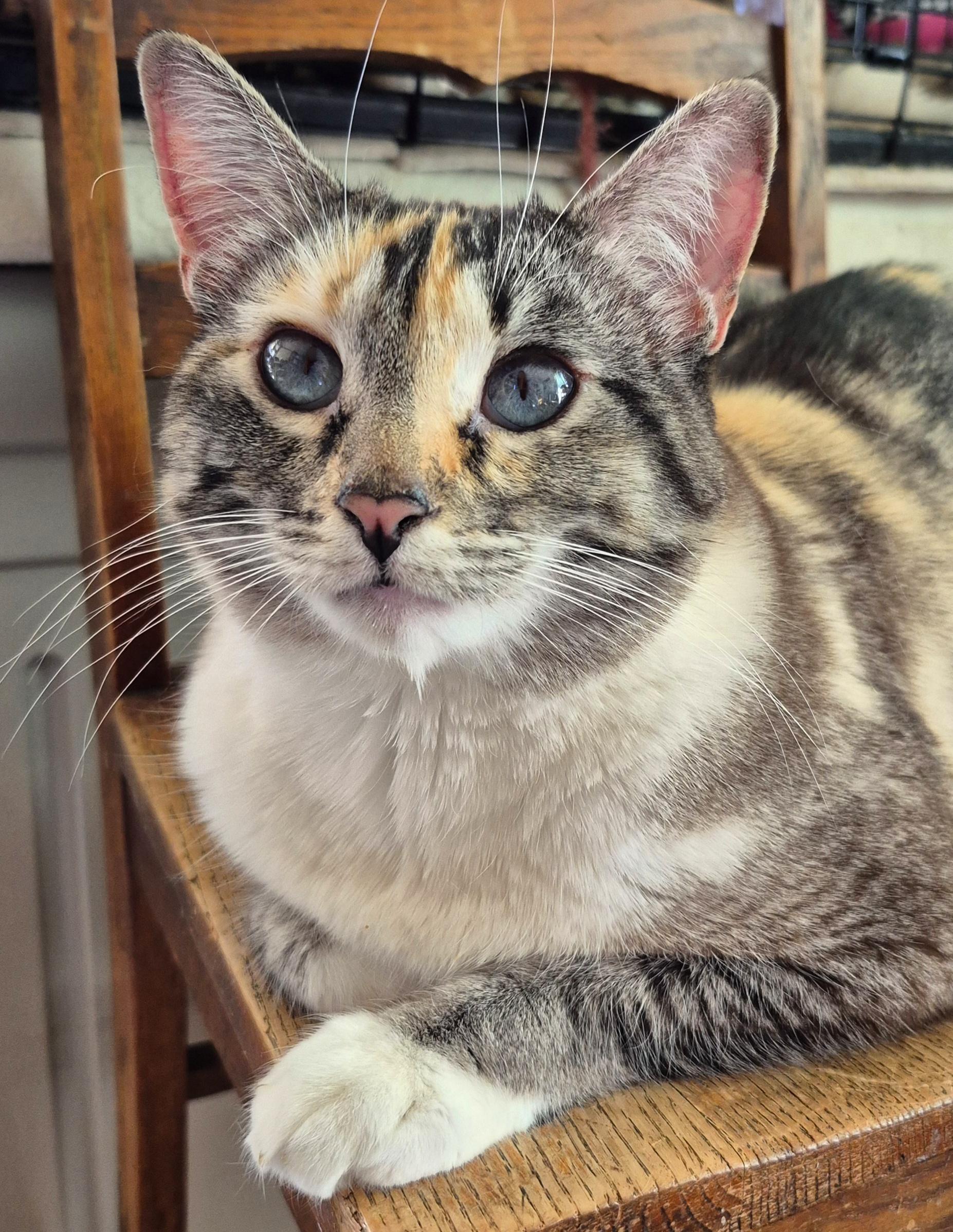 Dandalee, ADOPTABLE, Adult Female Dilute Calico & Siamese.