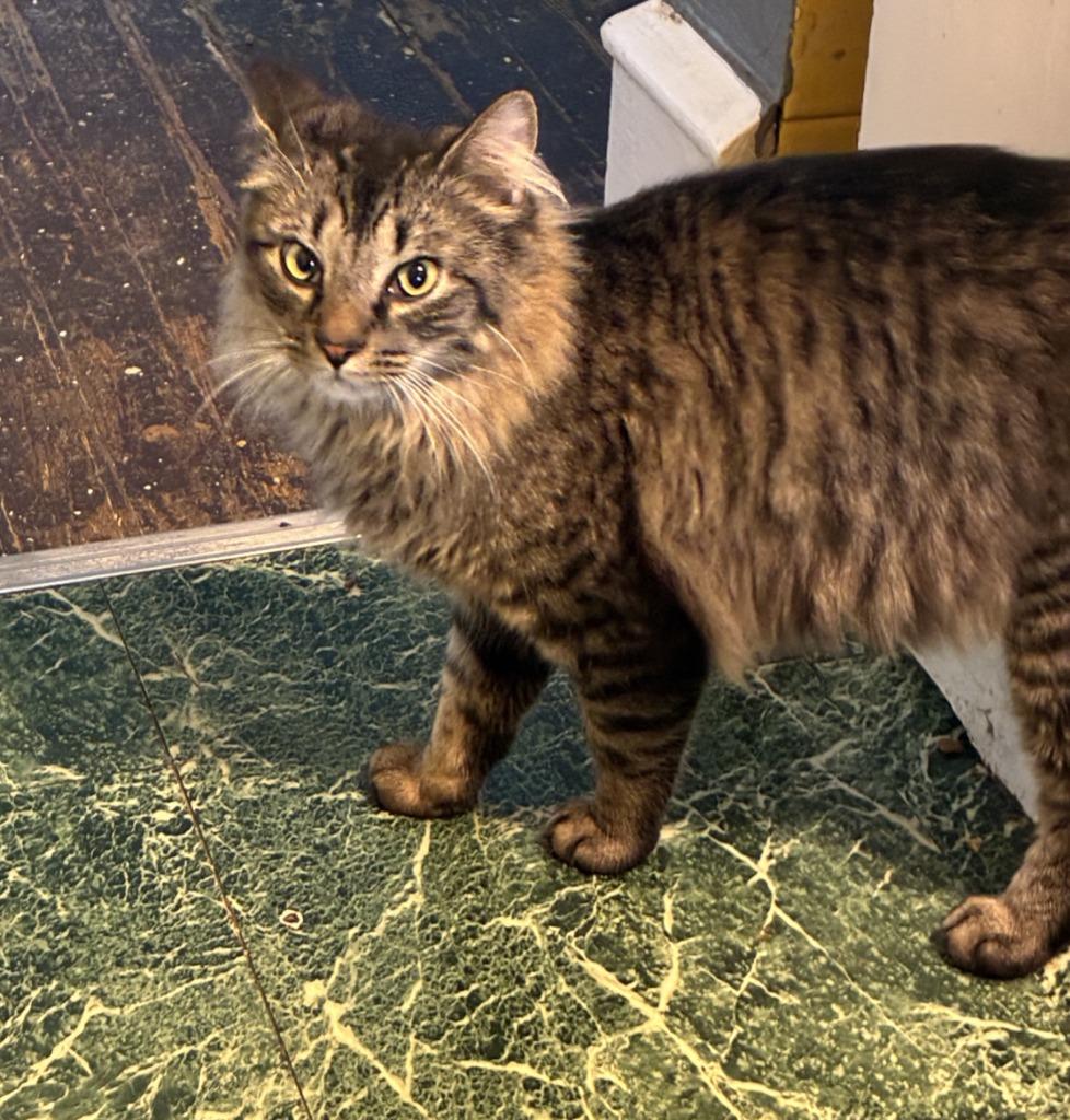 Justice, Adoptable, Kitten Female Domestic Medium Hair.