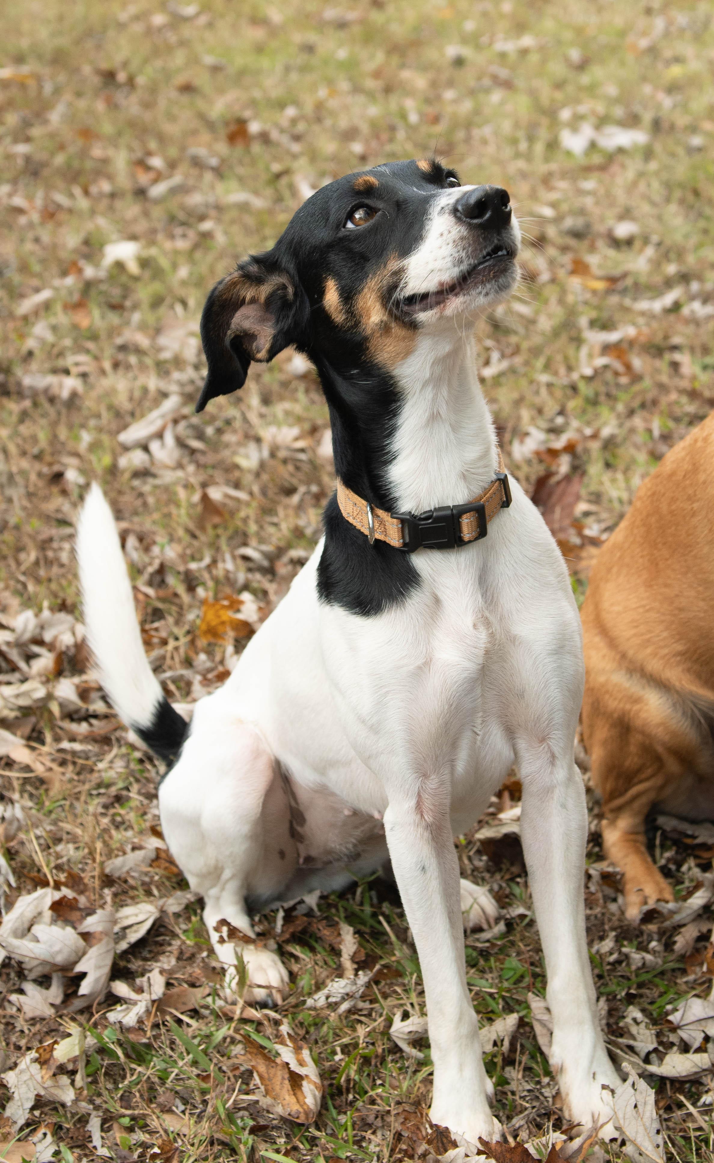 Enlarge Izzy/Lizzy, a Adoptable Rat Terrier in Conyers, GA image 1/5