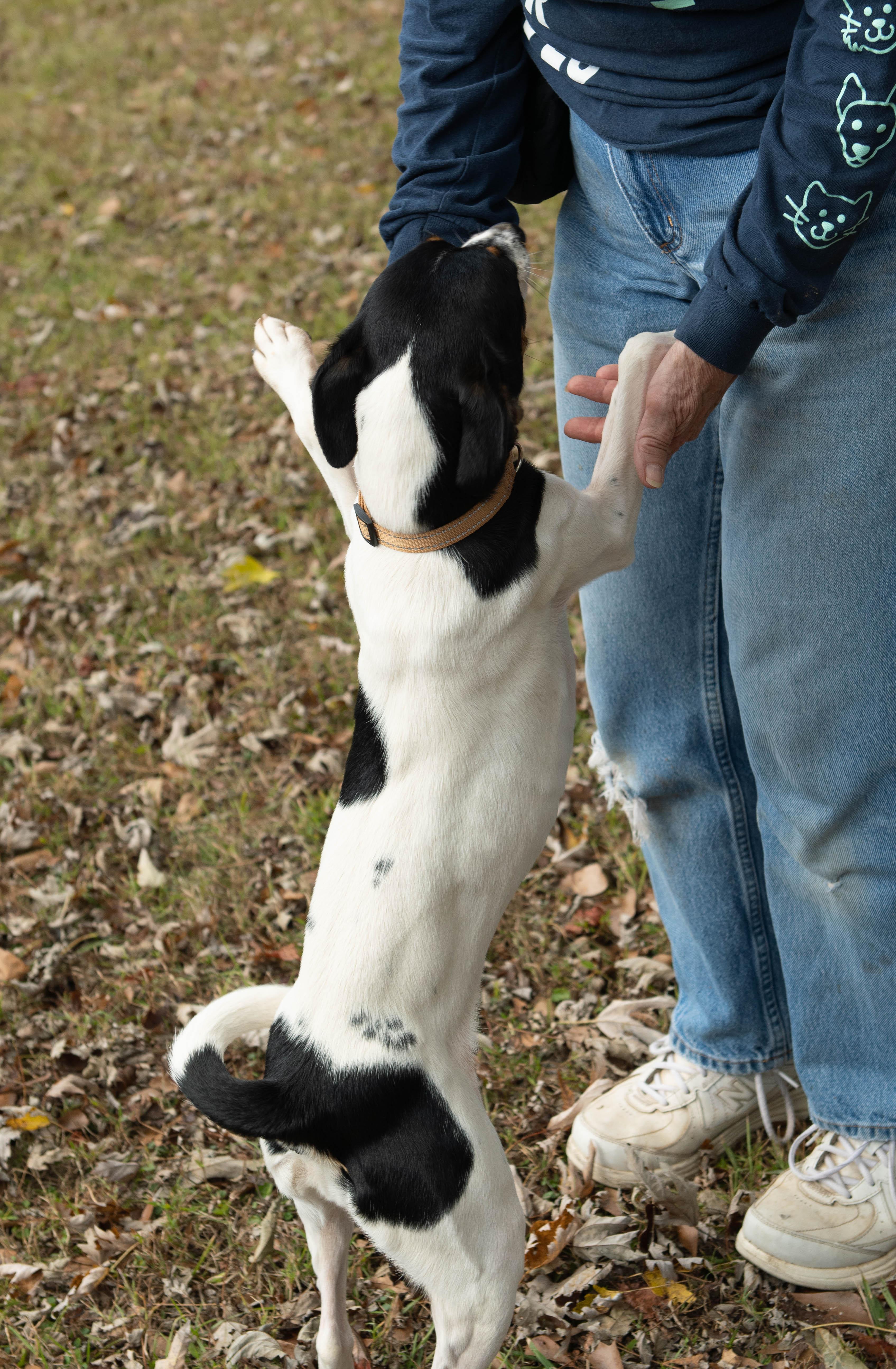 Enlarge Izzy/Lizzy, a Adoptable Rat Terrier in Conyers, GA image 2/5