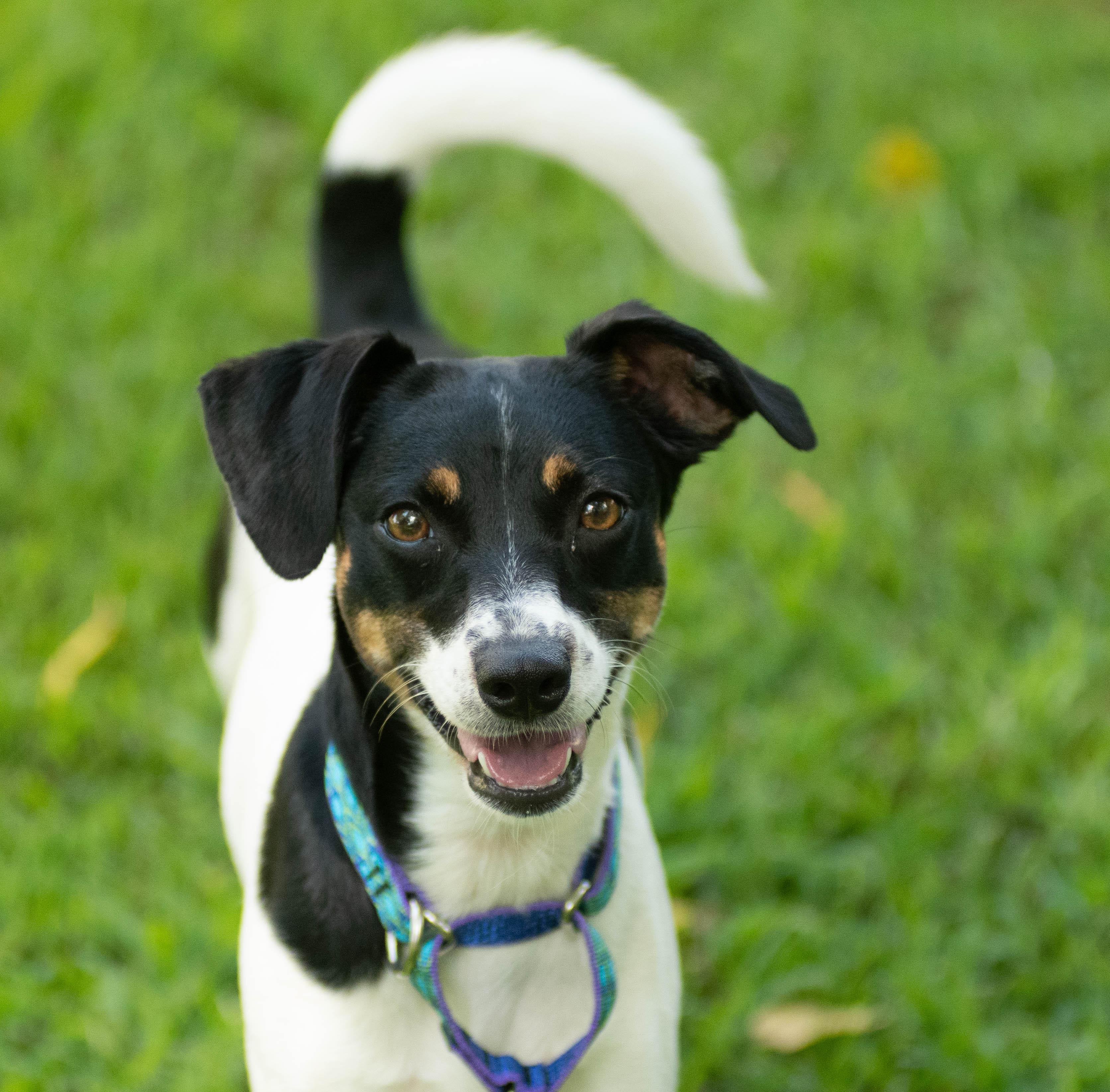 Izzy/Lizzy, Adoptable, Adult Female Rat Terrier.