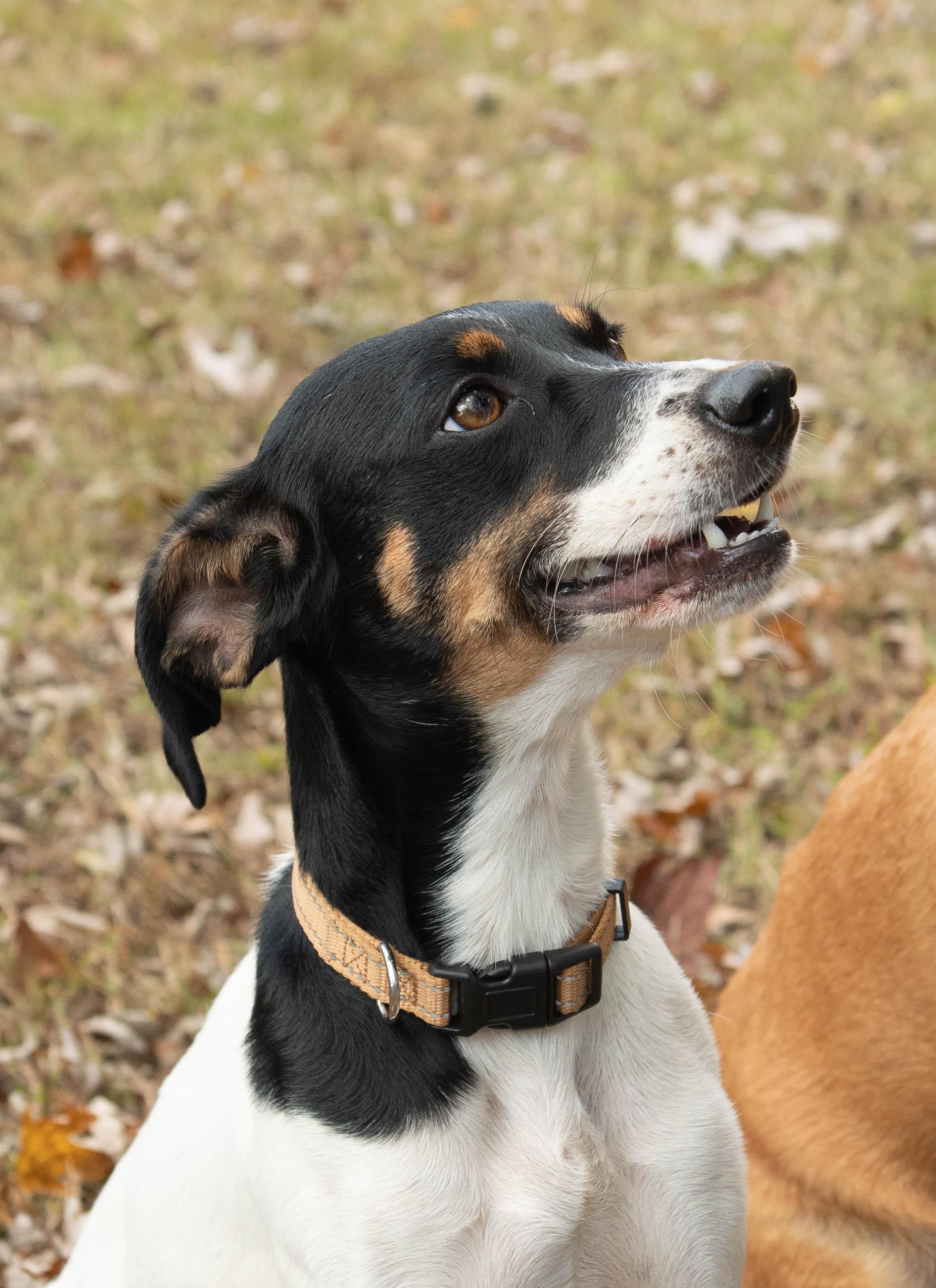 Enlarge Izzy/Lizzy, a Adoptable Rat Terrier in Conyers, GA image 4/5
