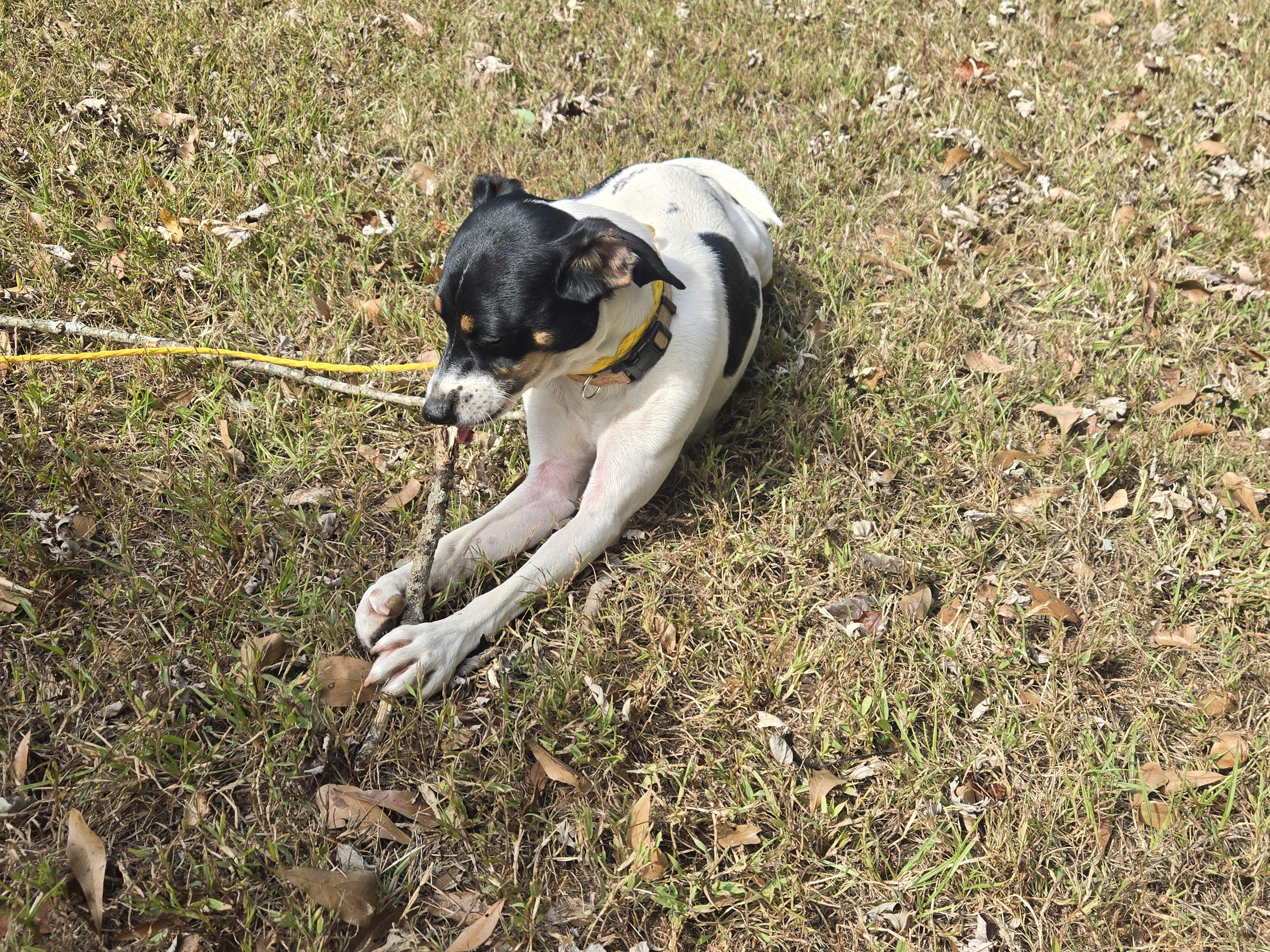 Enlarge Izzy/Lizzy, a Adoptable Rat Terrier in Conyers, GA image 5/5