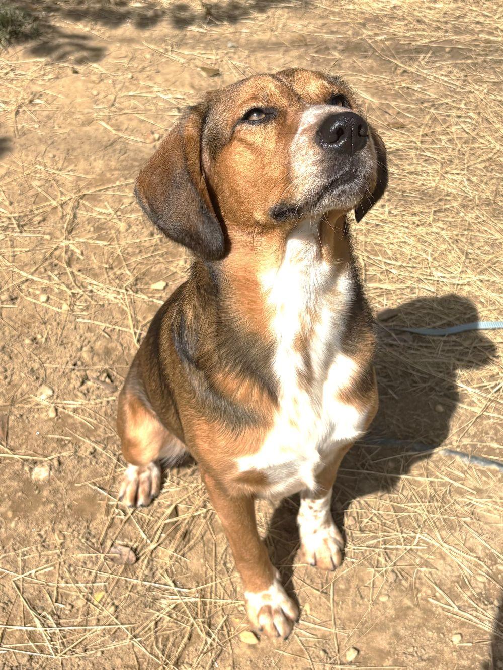 261037 Tobi, Adoptable, Adult Male Hound & Beagle.