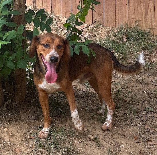 261037  Tobi, Adoptable, Adult Male Hound & Beagle.