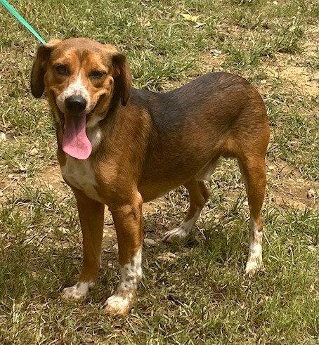 Enlarge 261037  Tobi, a Adoptable mixed breed in Wetumpka, AL image 2/3