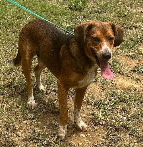 Enlarge 261037  Tobi, a Adoptable mixed breed in Wetumpka, AL image 3/3