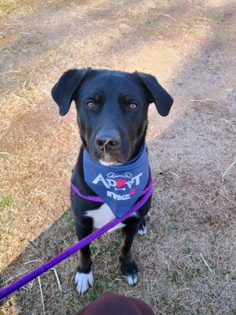 YETI, Adoptable, Young Female Labrador Retriever & Mixed Breed.