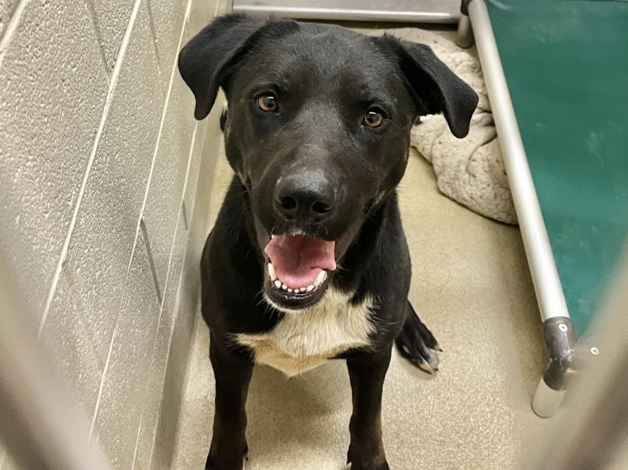 YETI, Adoptable, Young Female Labrador Retriever & Mixed Breed.