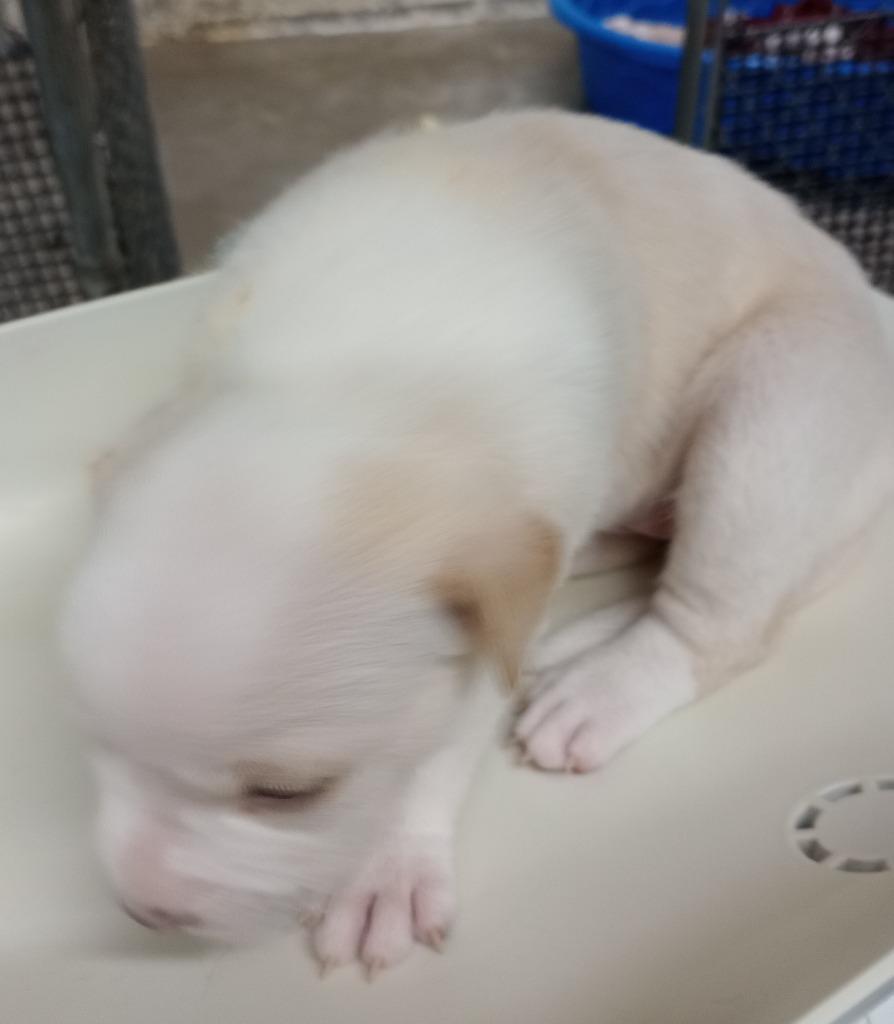 Garth, Adoptable, Puppy Male Pit Bull Terrier.