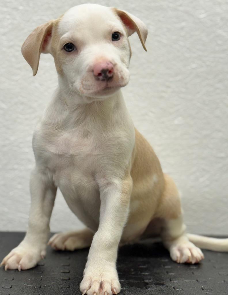 Enlarge Garth, a Adoptable mixed breed in Great Bend, KS image 1/6