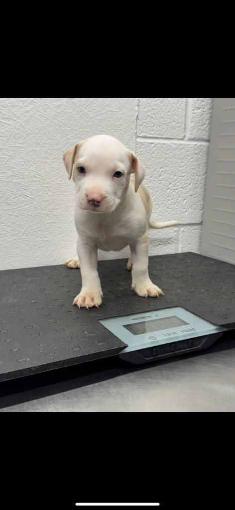 Enlarge Garth, a Adoptable mixed breed in Great Bend, KS image 3/6