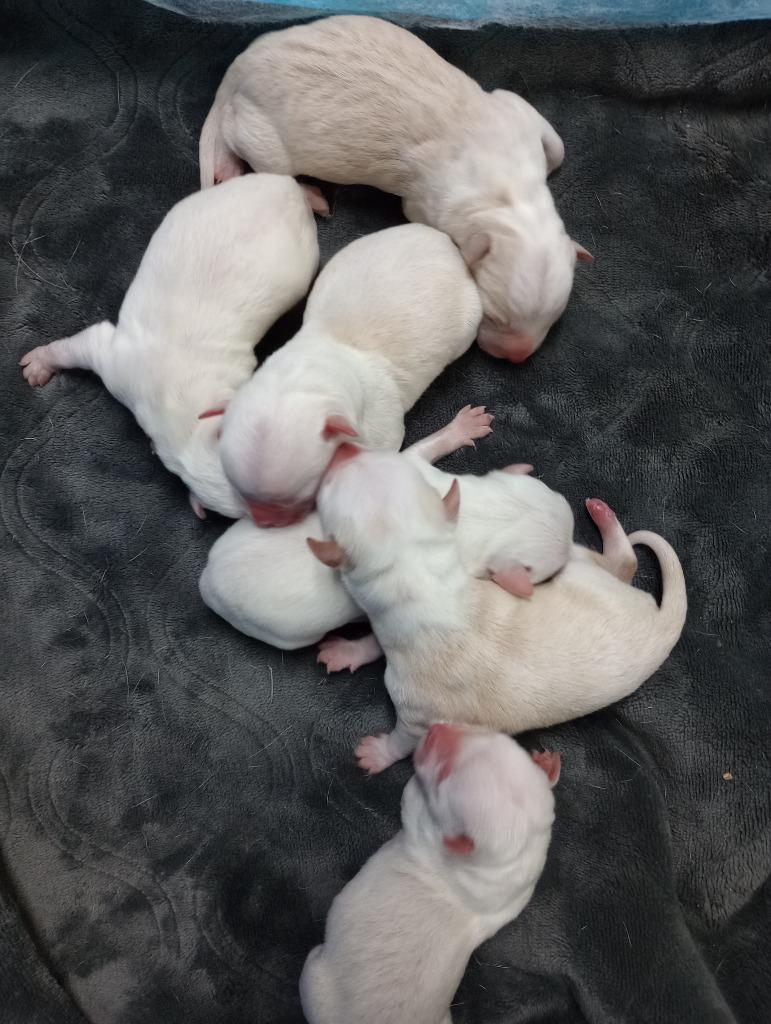 Enlarge Garth, a Adoptable mixed breed in Great Bend, KS image 4/6