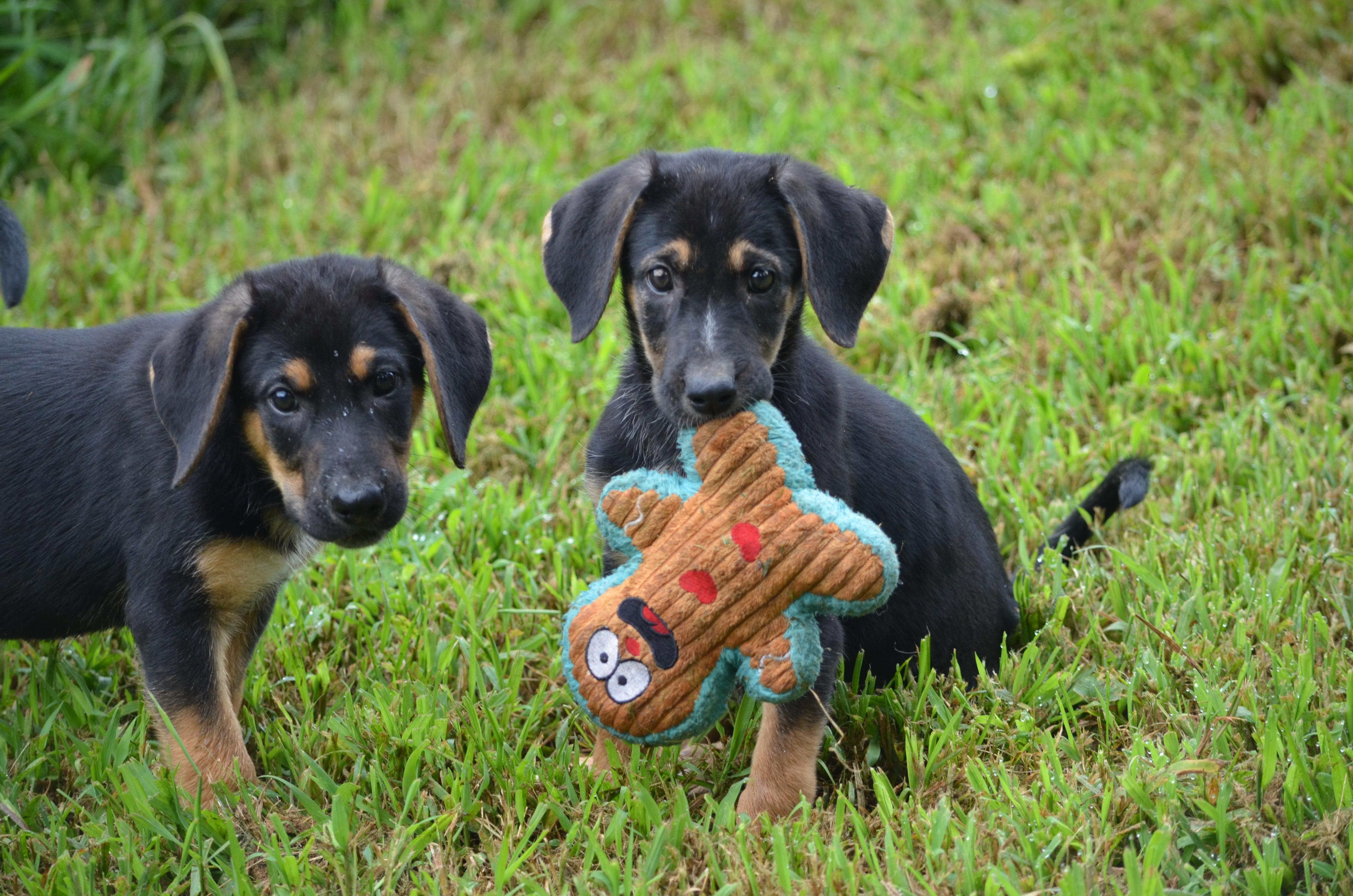 Hopper and Cricket, ADOPTABLE, Puppy Female Shepherd.