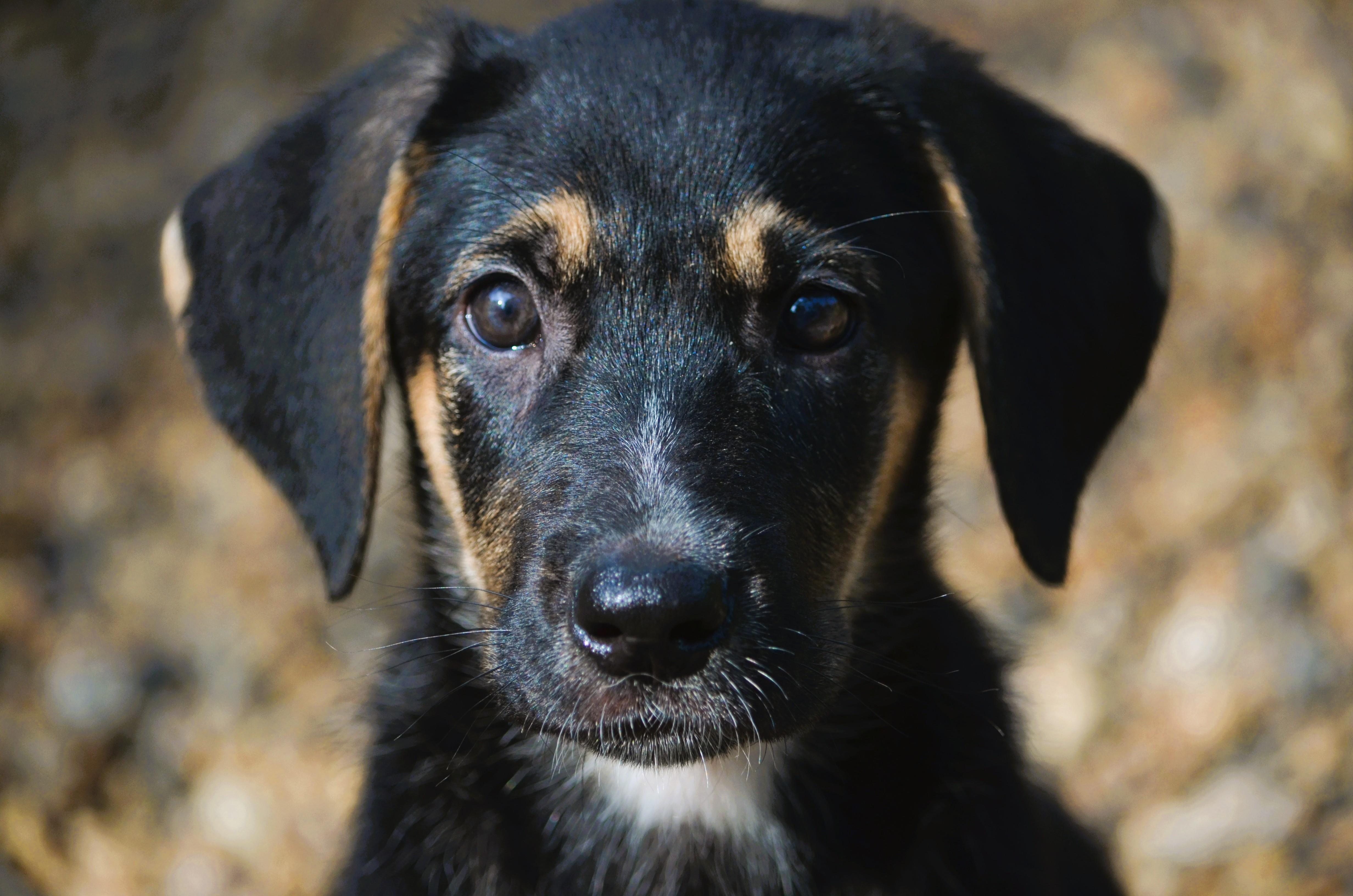 Enlarge Hopper and Cricket, a ADOPTABLE mixed breed in Amissville, VA image 3/4