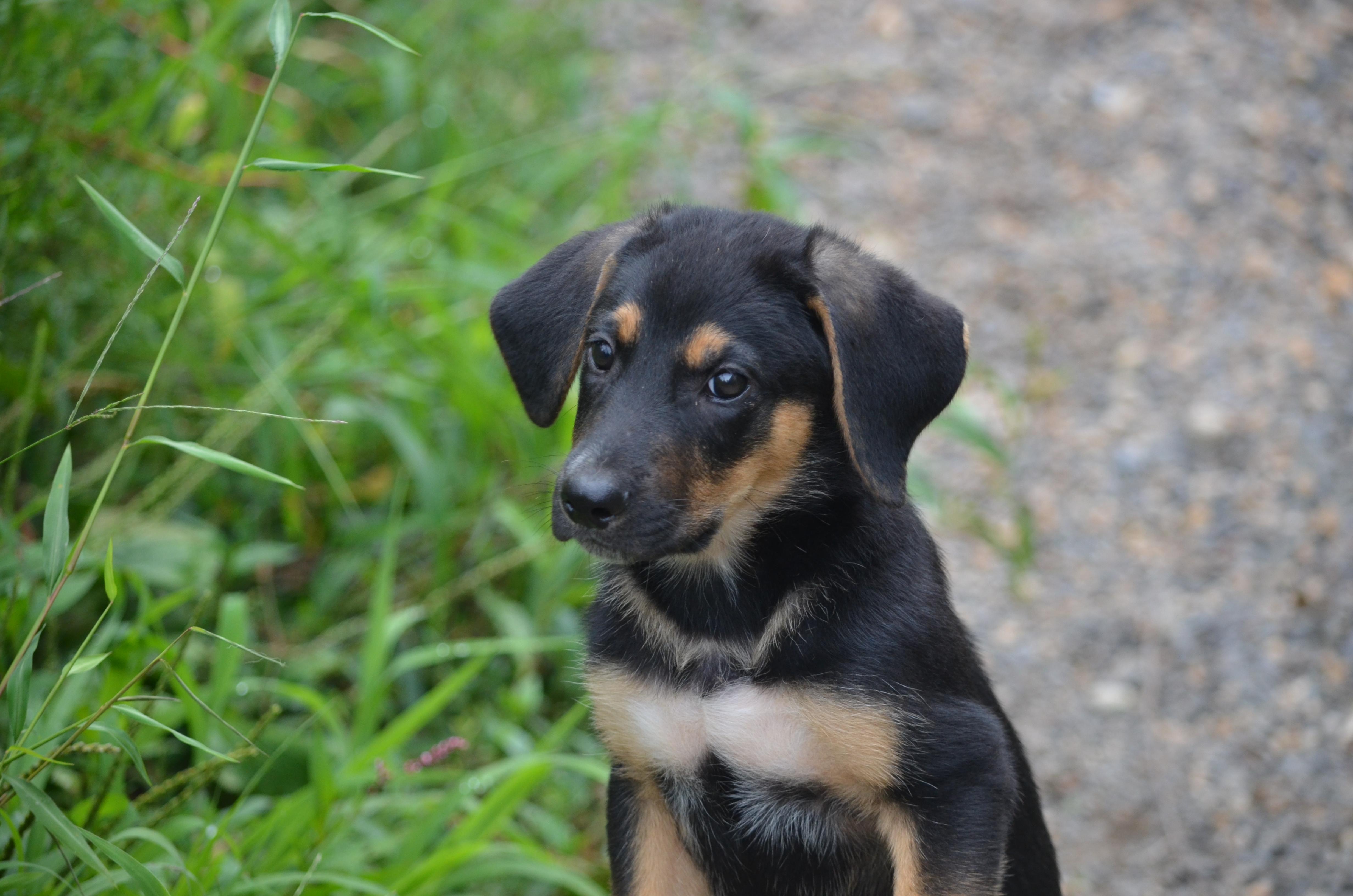 Enlarge Hopper and Cricket, a ADOPTABLE mixed breed in Amissville, VA image 2/4