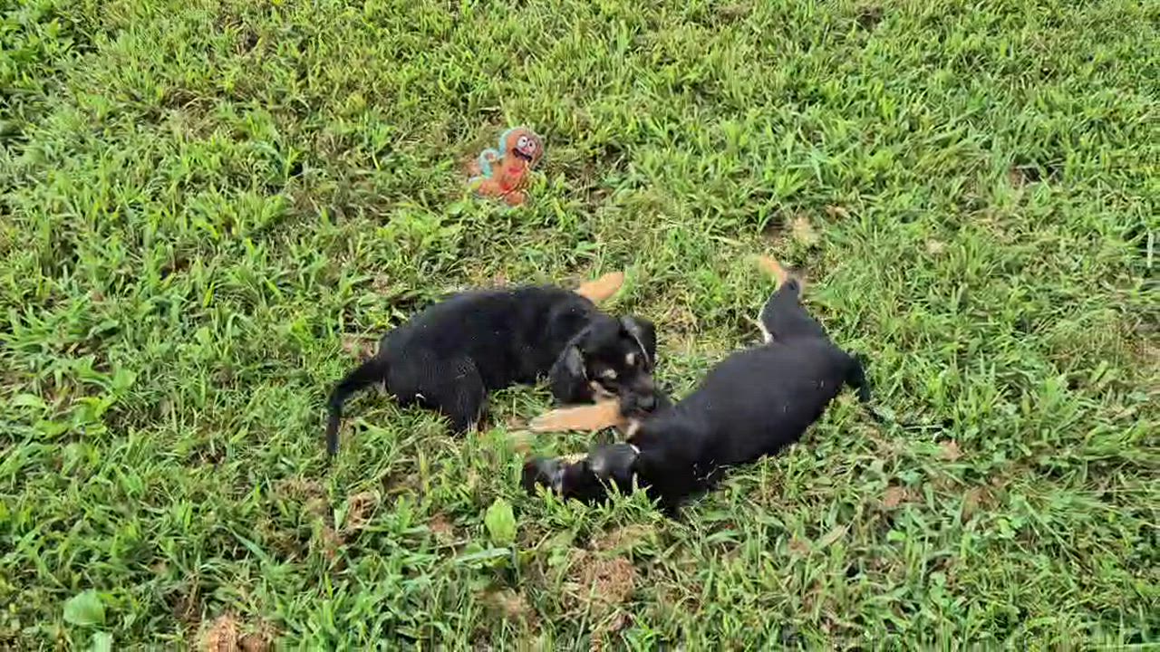 Enlarge Hopper and Cricket, a ADOPTABLE mixed breed in Amissville, VA video 4/4