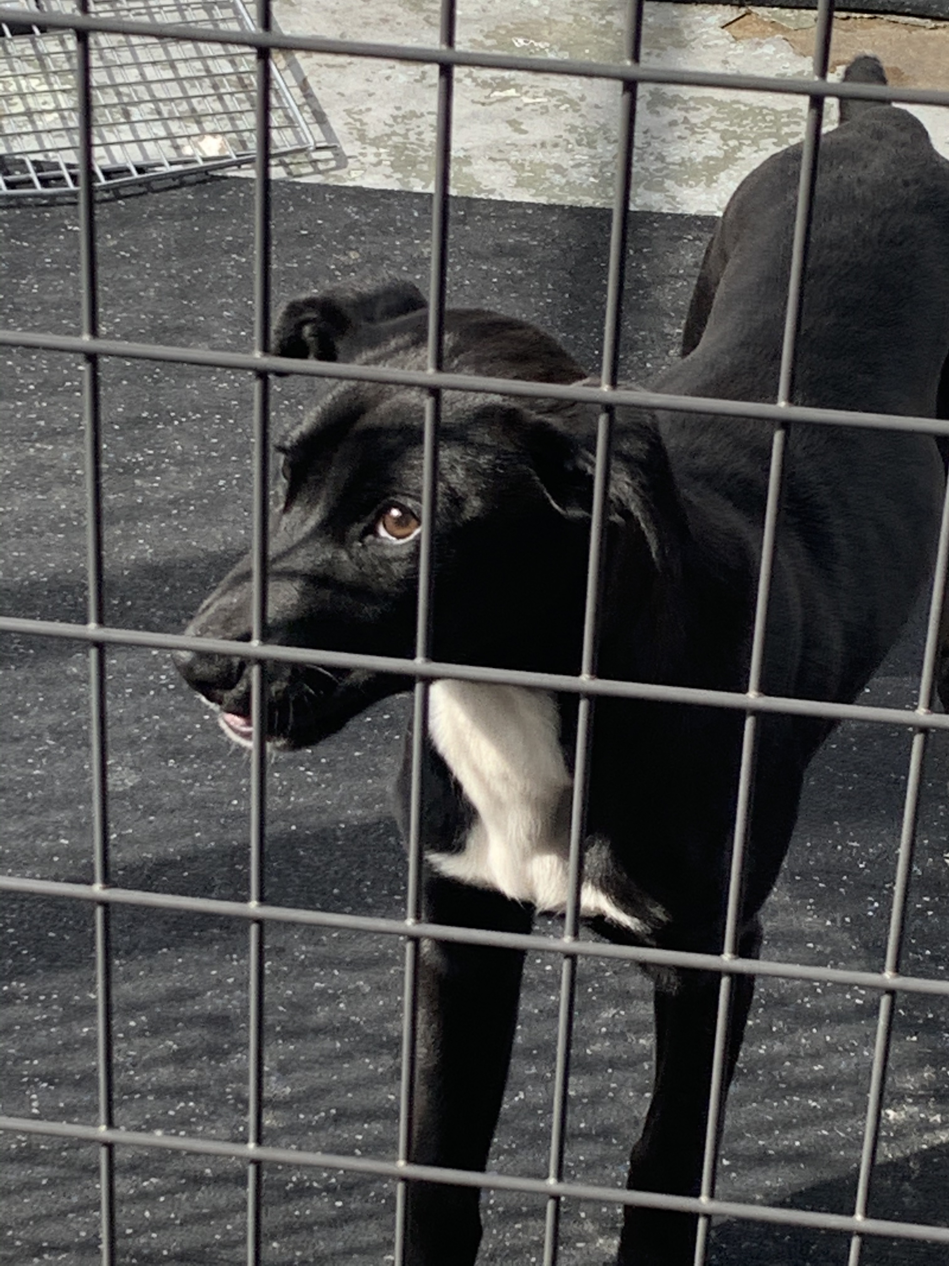 Enlarge Raven, a Adoptable mixed breed in Hearne, TX image 1/1