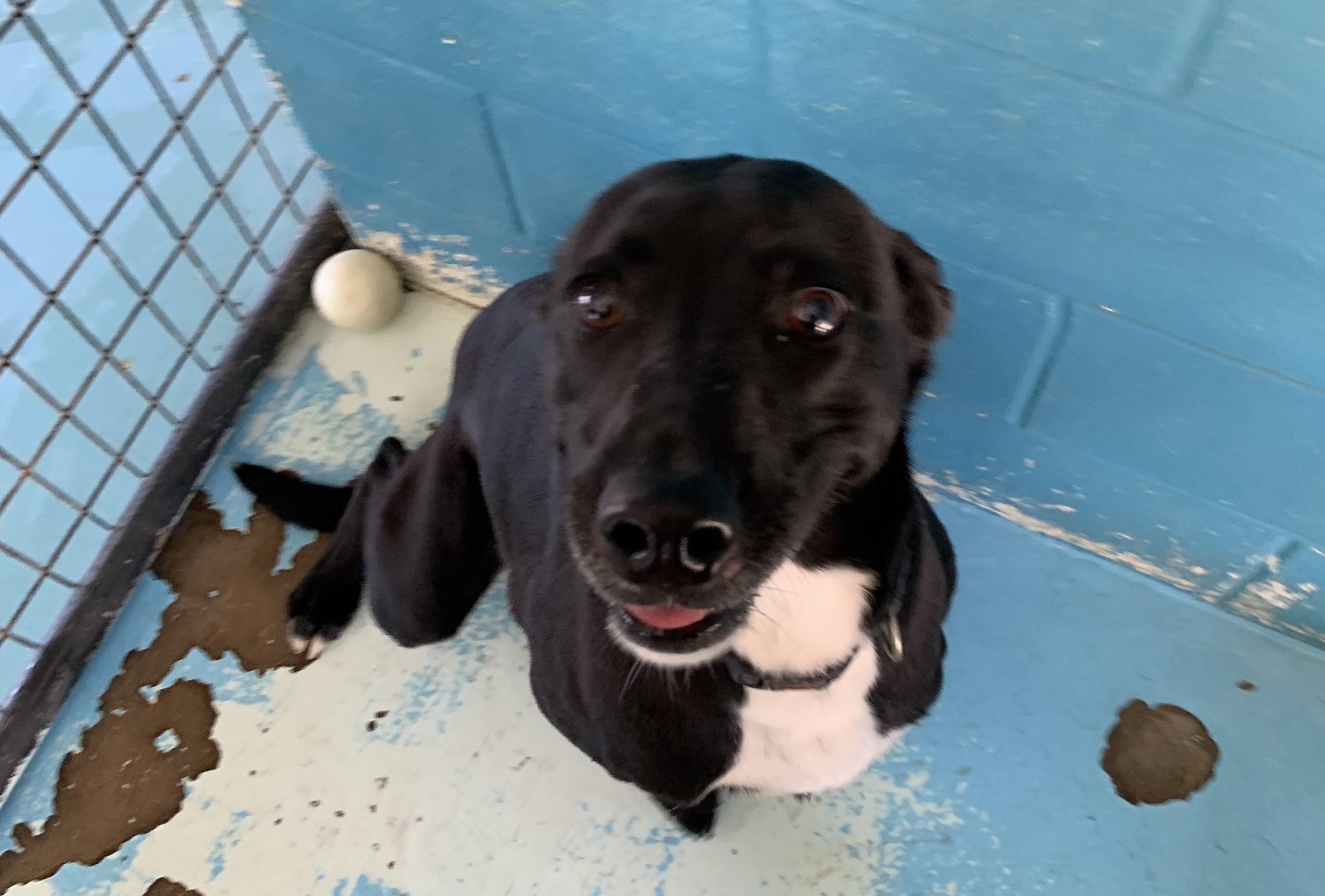Raven, Adoptable, Adult Female Labrador Retriever.