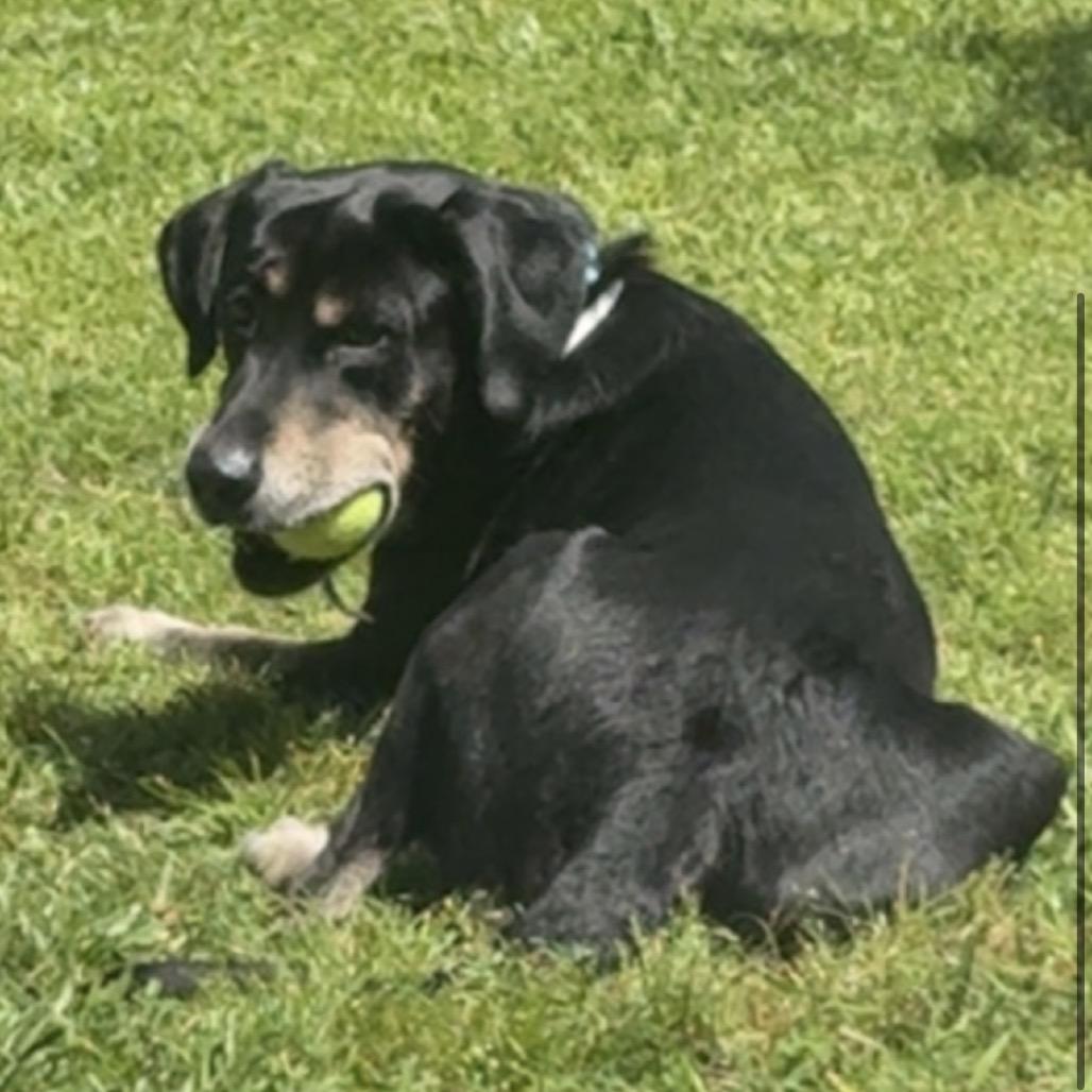 Waylon, Adoptable, Adult Male Black Labrador Retriever & German Shepherd Dog.