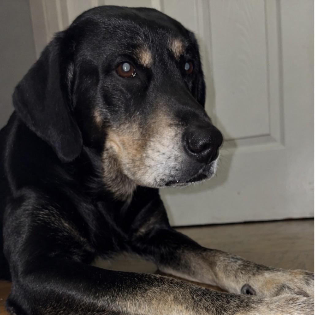 Waylon, a Adoptable mixed breed in Gulfport, MS image 2/2
