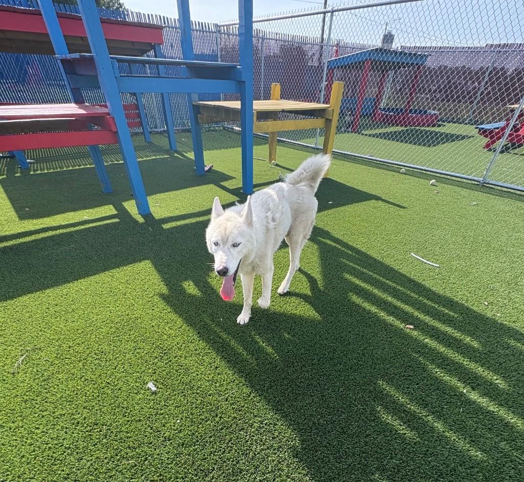 Enlarge Archiles, a Adoptable Husky in Boca Raton, FL image 1/1