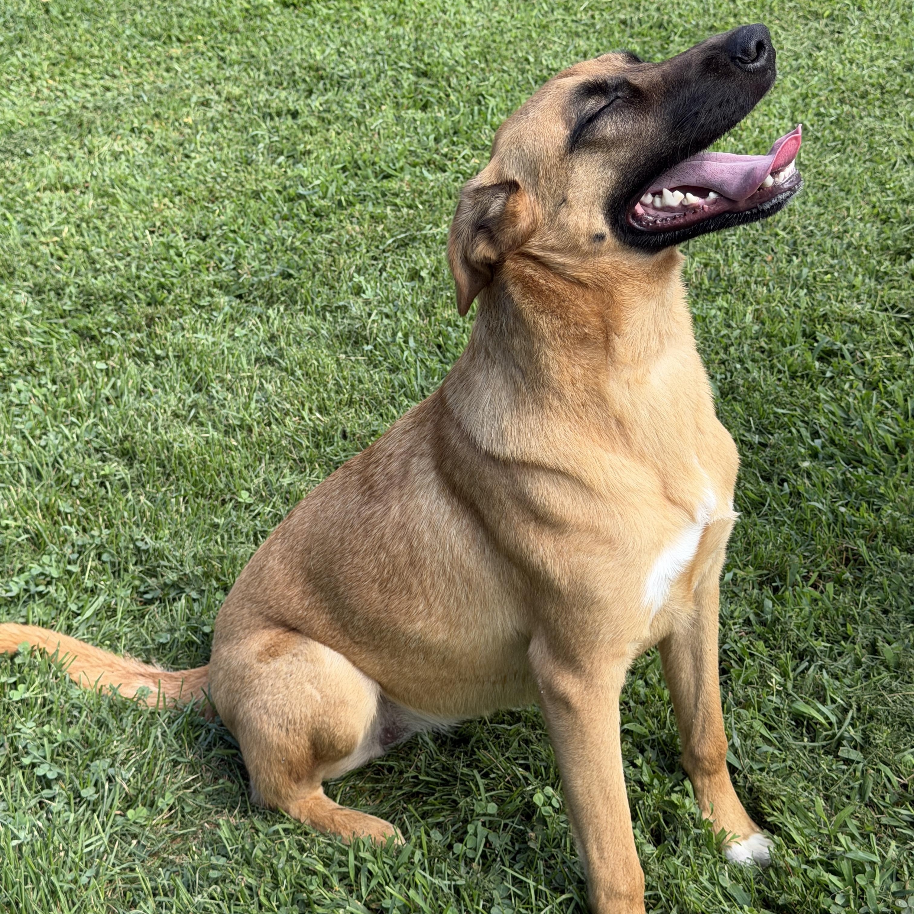 Enlarge Penny, a ADOPTABLE mixed breed in Jeffersonville, IN image 2/5
