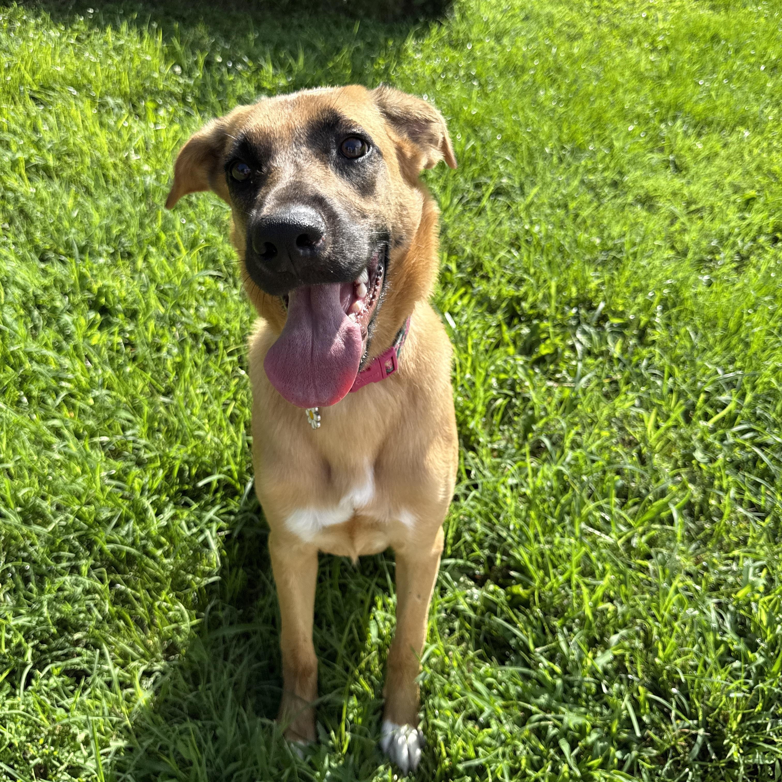 Enlarge Penny, a ADOPTABLE mixed breed in Jeffersonville, IN image 6/6