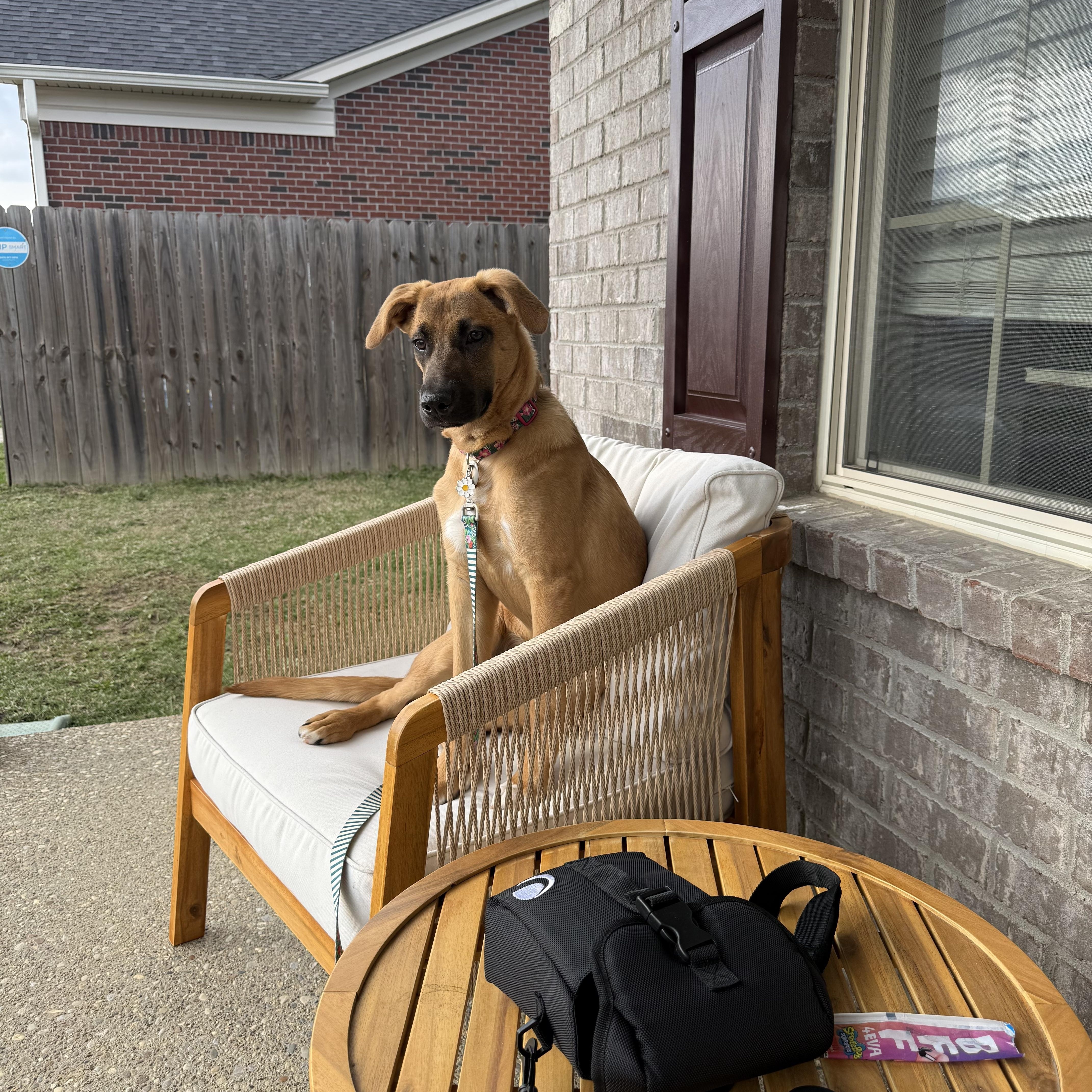 Calliope, a ADOPTABLE mixed breed in Jeffersonville, IN image 3/4