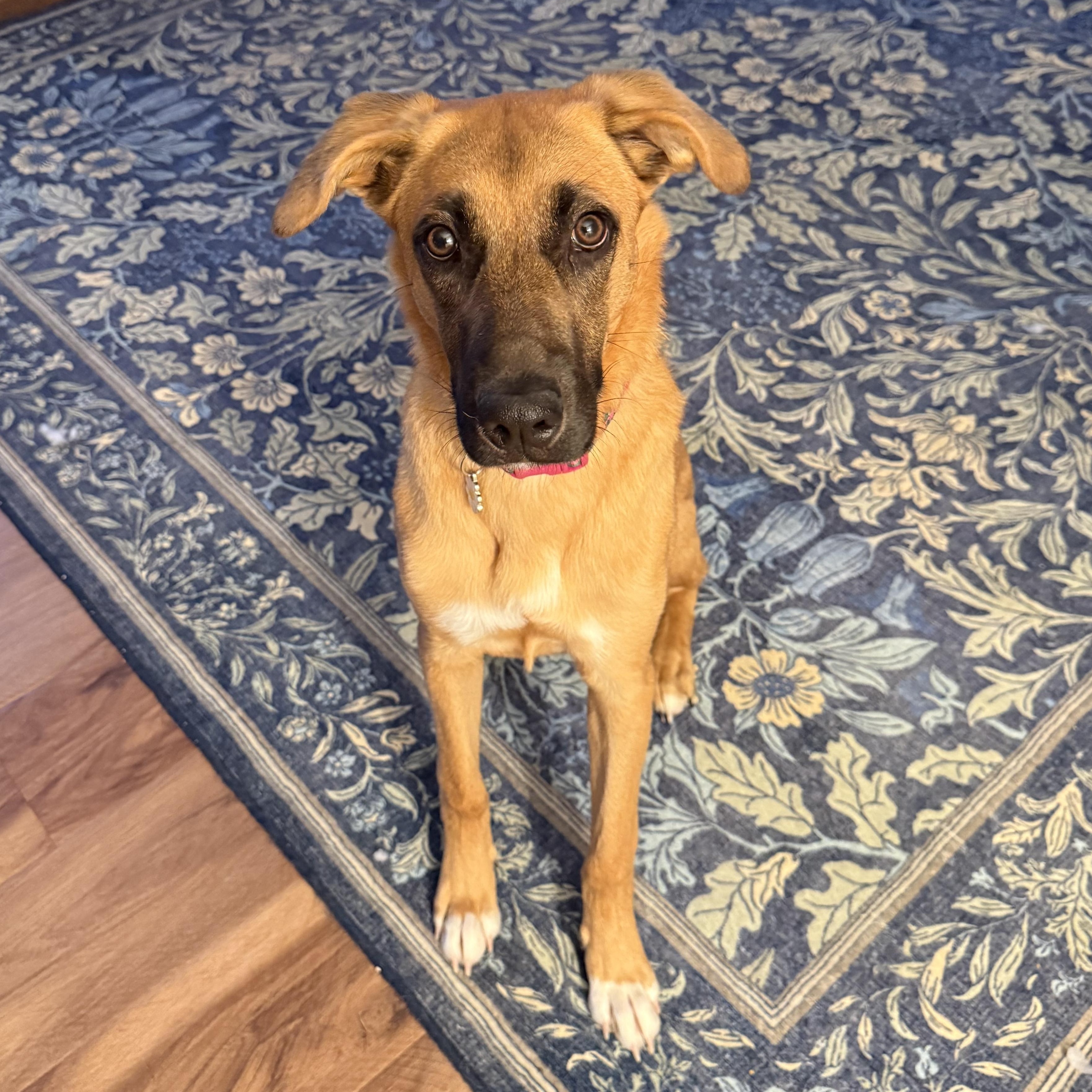 Calliope, ADOPTABLE, Young Female German Shepherd Dog.