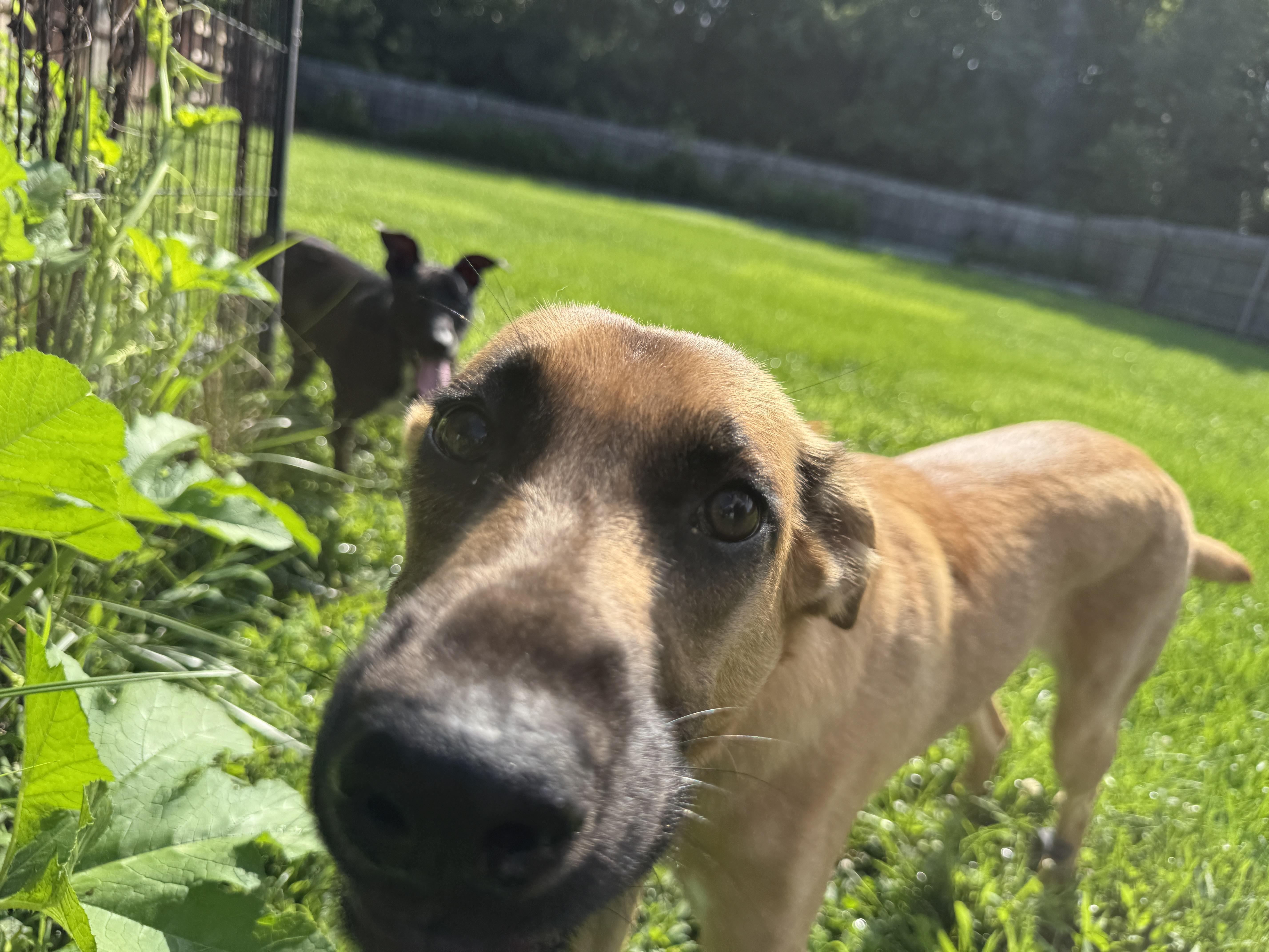 Enlarge Penny, a ADOPTABLE mixed breed in Jeffersonville, IN image 5/6