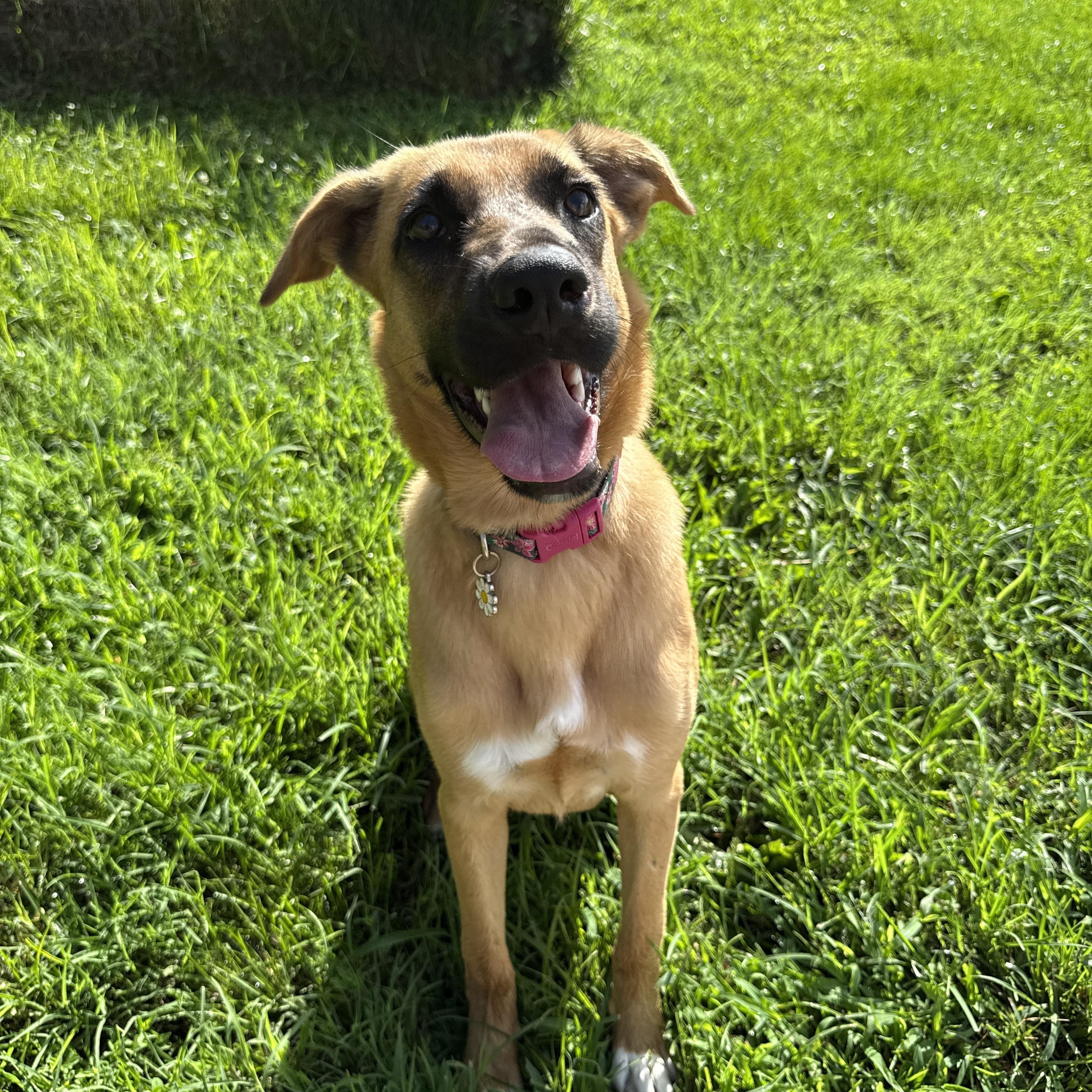 Penny, ADOPTABLE, Puppy Female German Shepherd Dog.