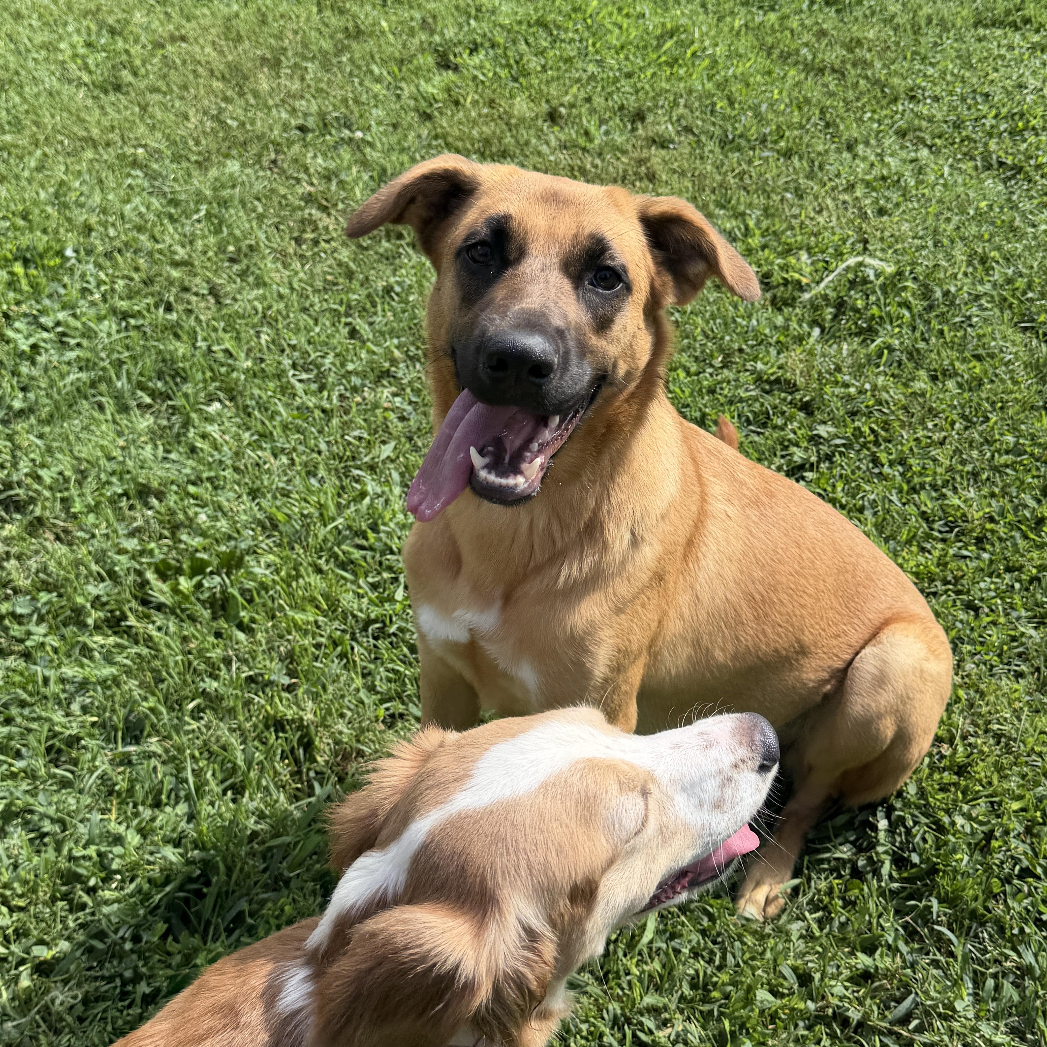 Enlarge Penny, a ADOPTABLE mixed breed in Jeffersonville, IN image 1/5