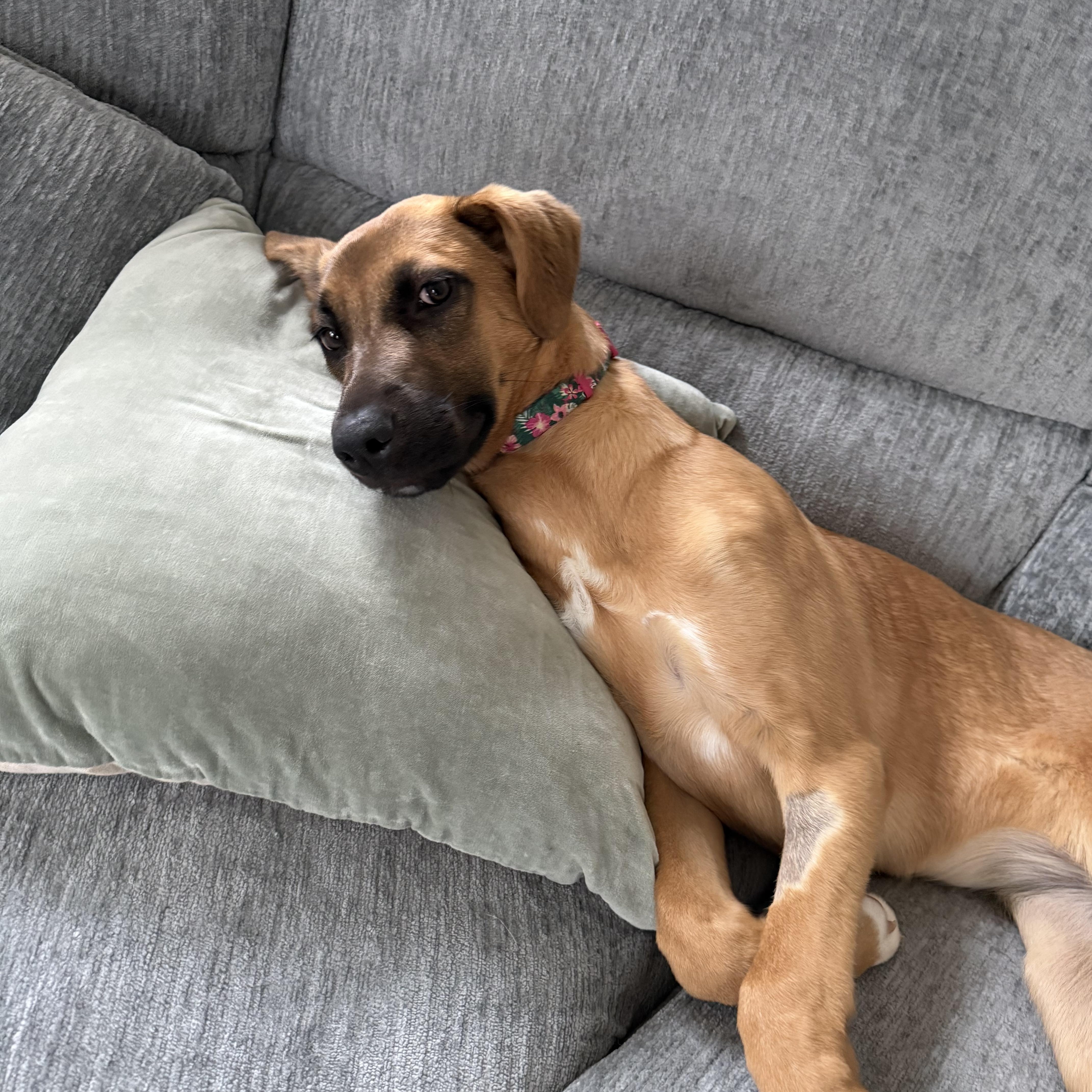Calliope, a ADOPTABLE mixed breed in Jeffersonville, IN image 4/4