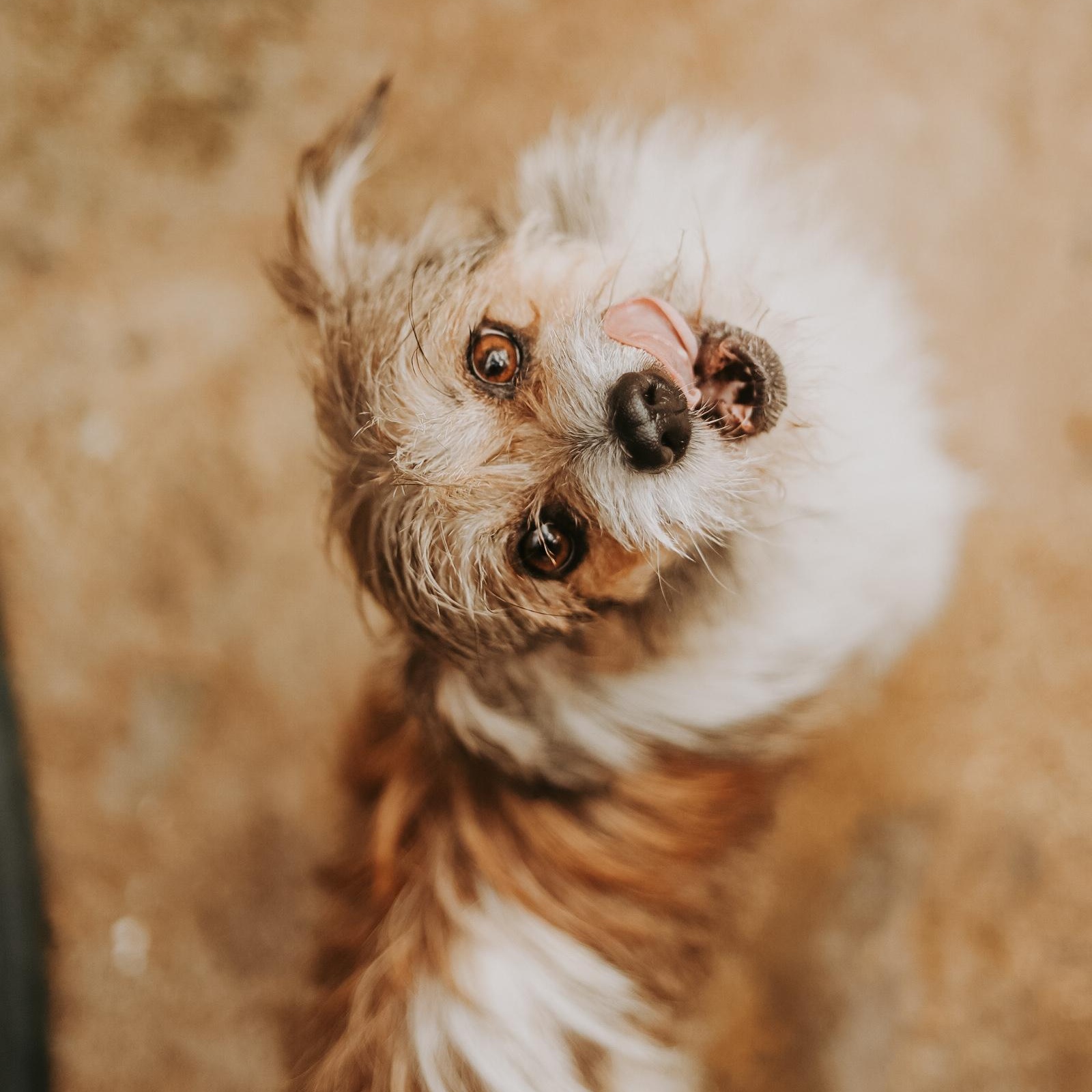 Enlarge Beethoven , a ADOPTABLE mixed breed in San Juan, PR image 3/5