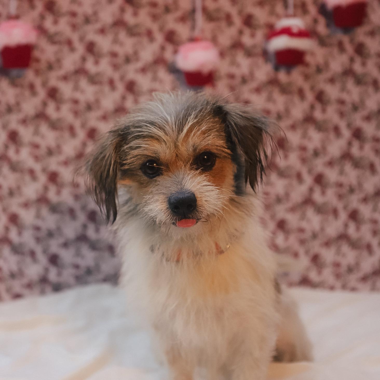 Beethoven , ADOPTABLE, Adult Male Border Terrier.