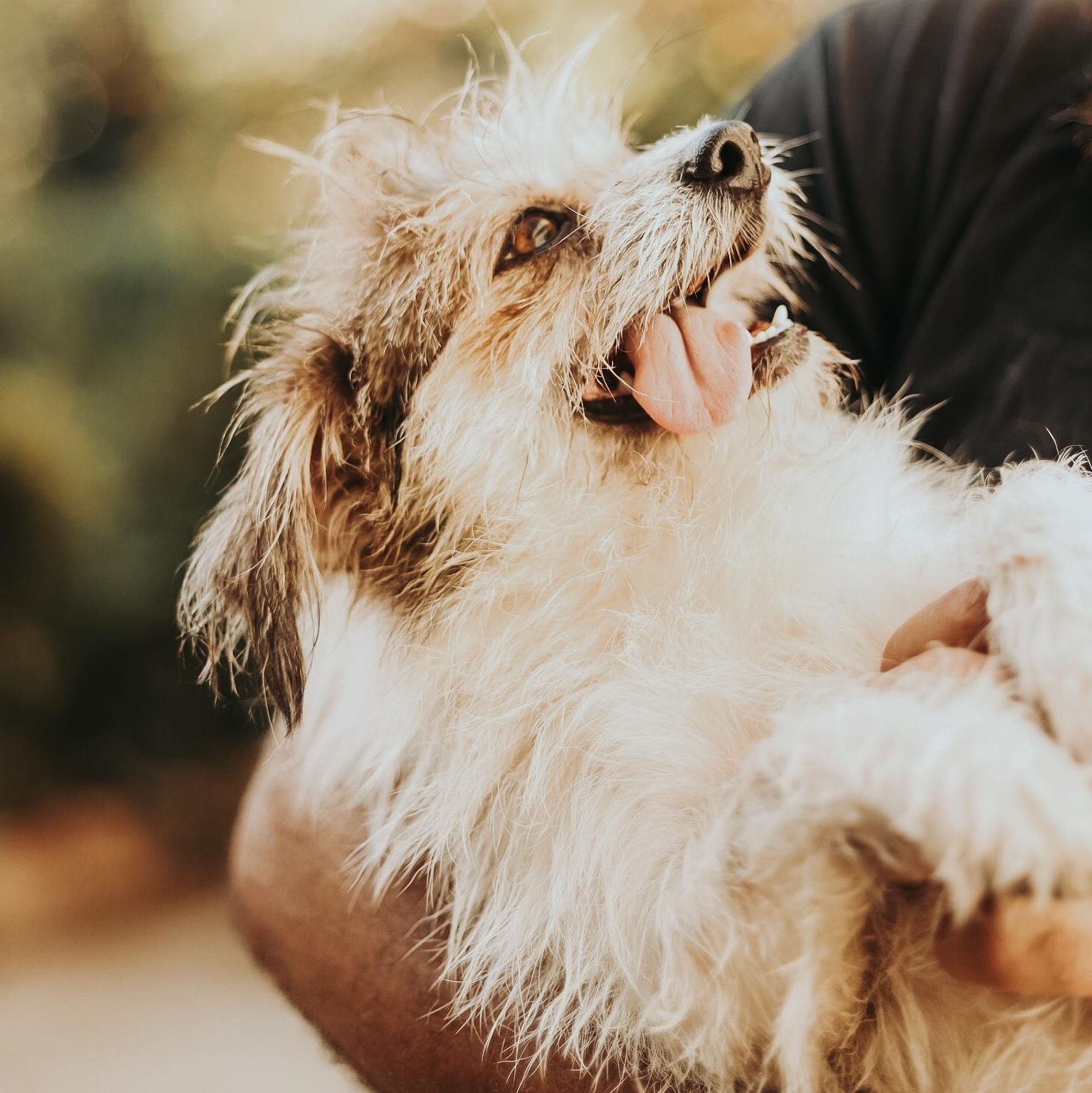 Enlarge Beethoven , a ADOPTABLE mixed breed in San Juan, PR image 4/5