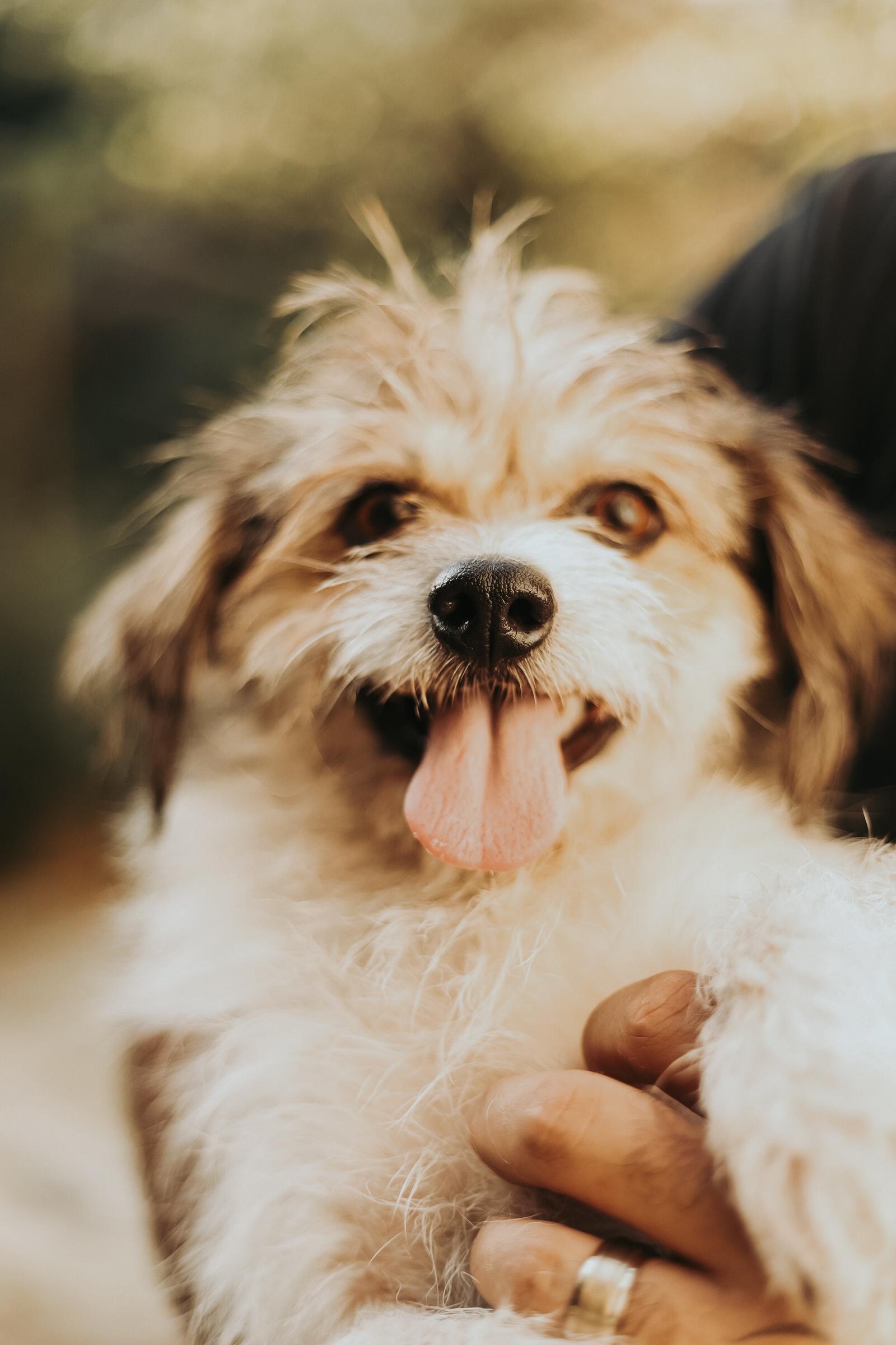 Beethoven , ADOPTABLE, Adult Male Border Terrier.