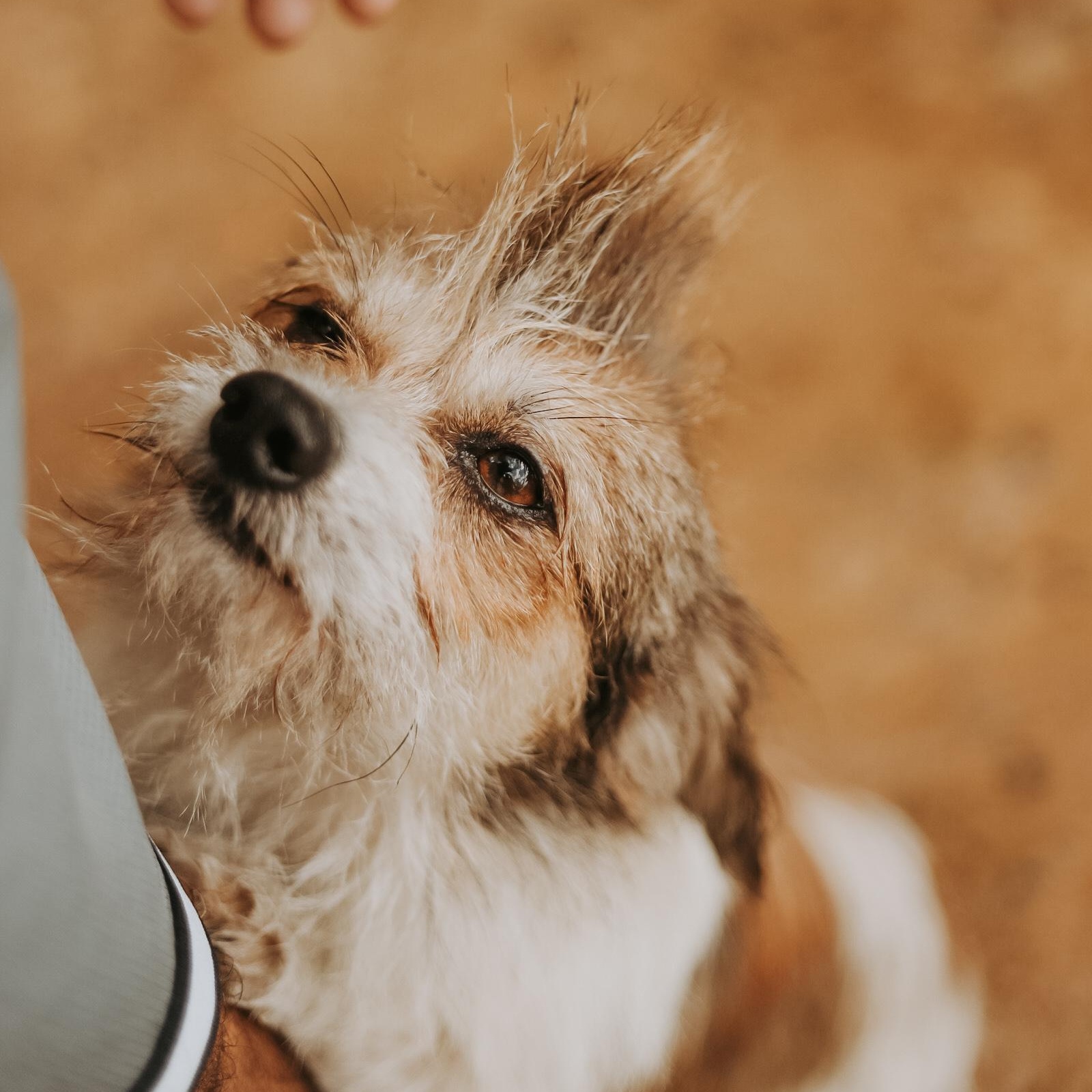 Enlarge Beethoven , a ADOPTABLE mixed breed in San Juan, PR image 5/5