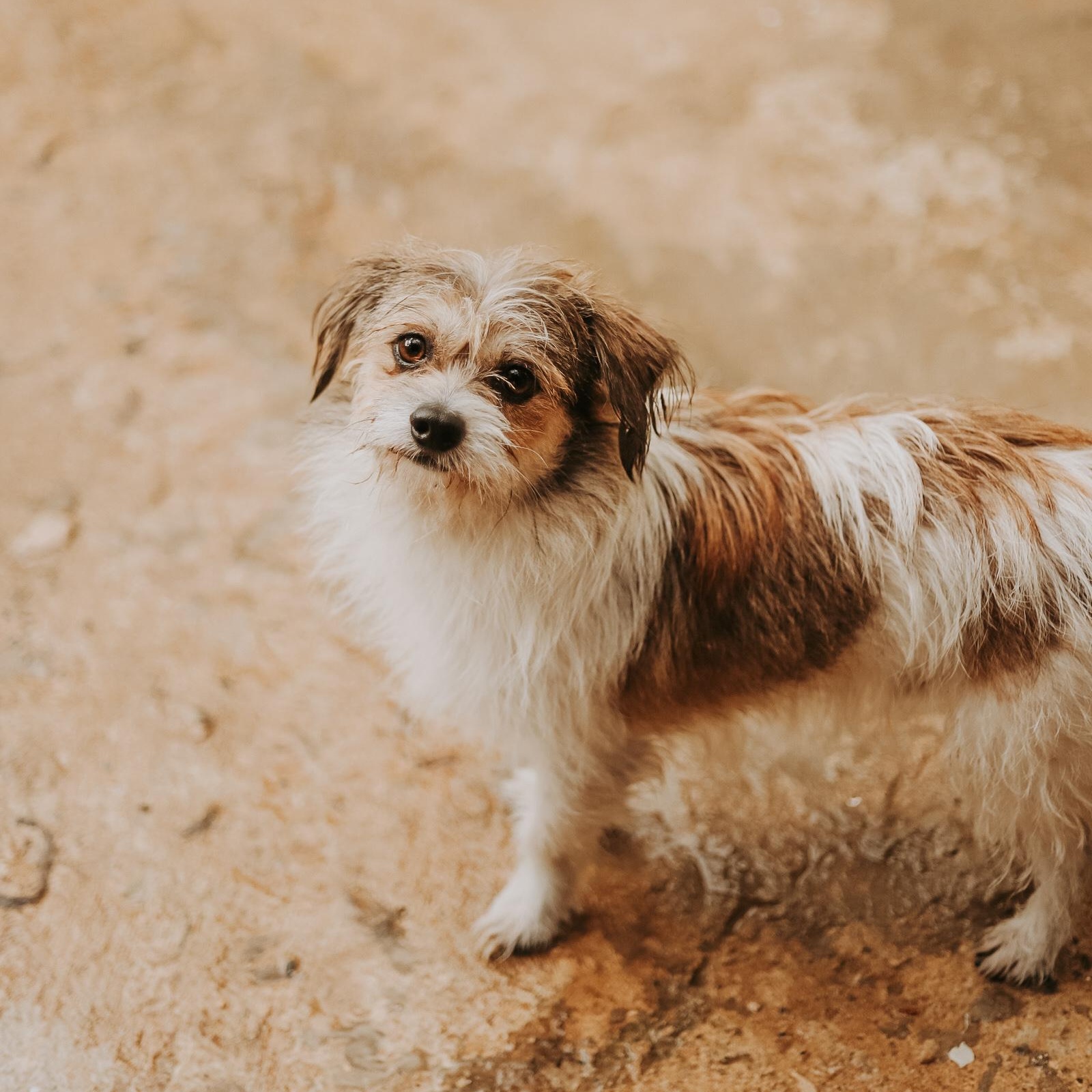 Enlarge Beethoven , a ADOPTABLE mixed breed in San Juan, PR image 2/5