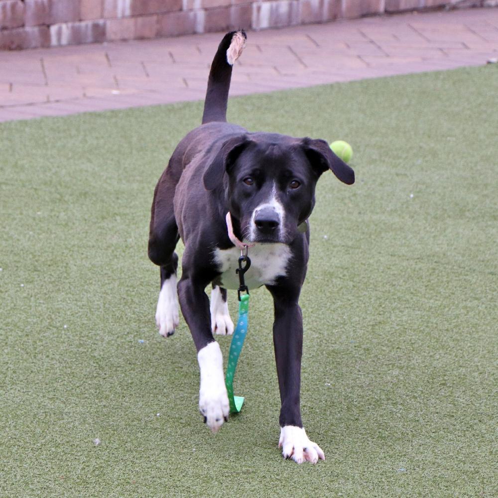 Jessie, Adoptable, Adult Female Mixed Breed.