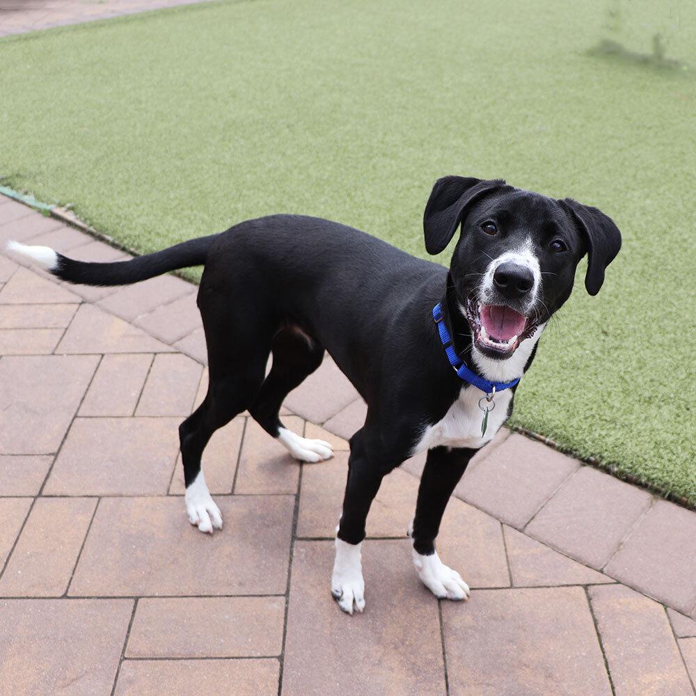 Jessie, a Adoptable mixed breed in Port Washington, NY image 1/3